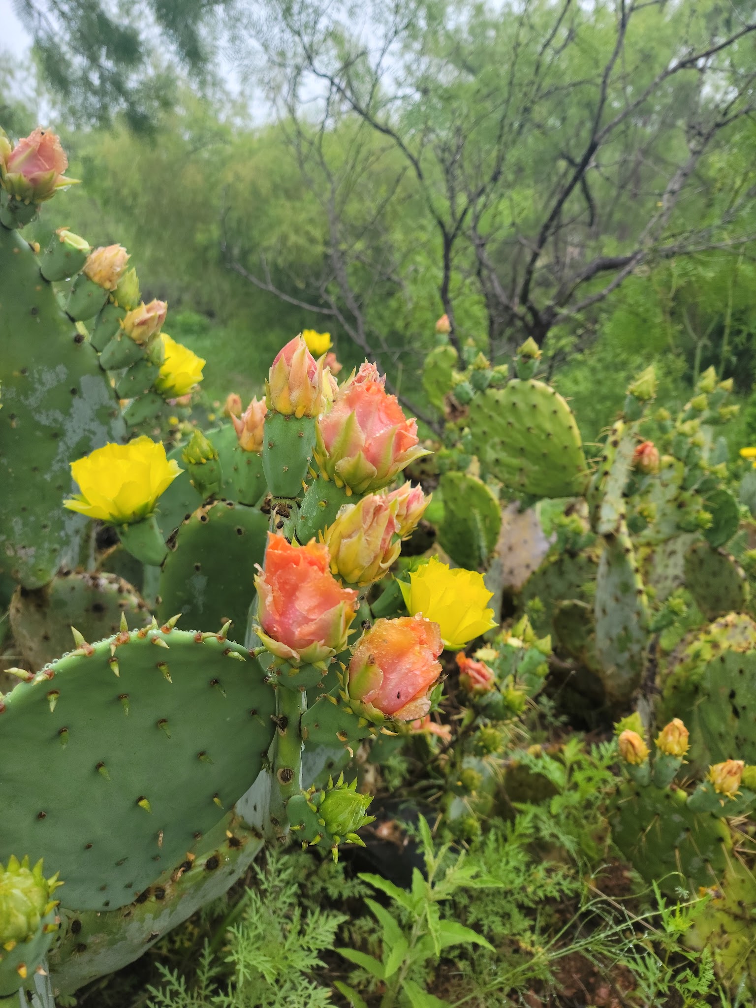 Enchanted Rock State Natural Area