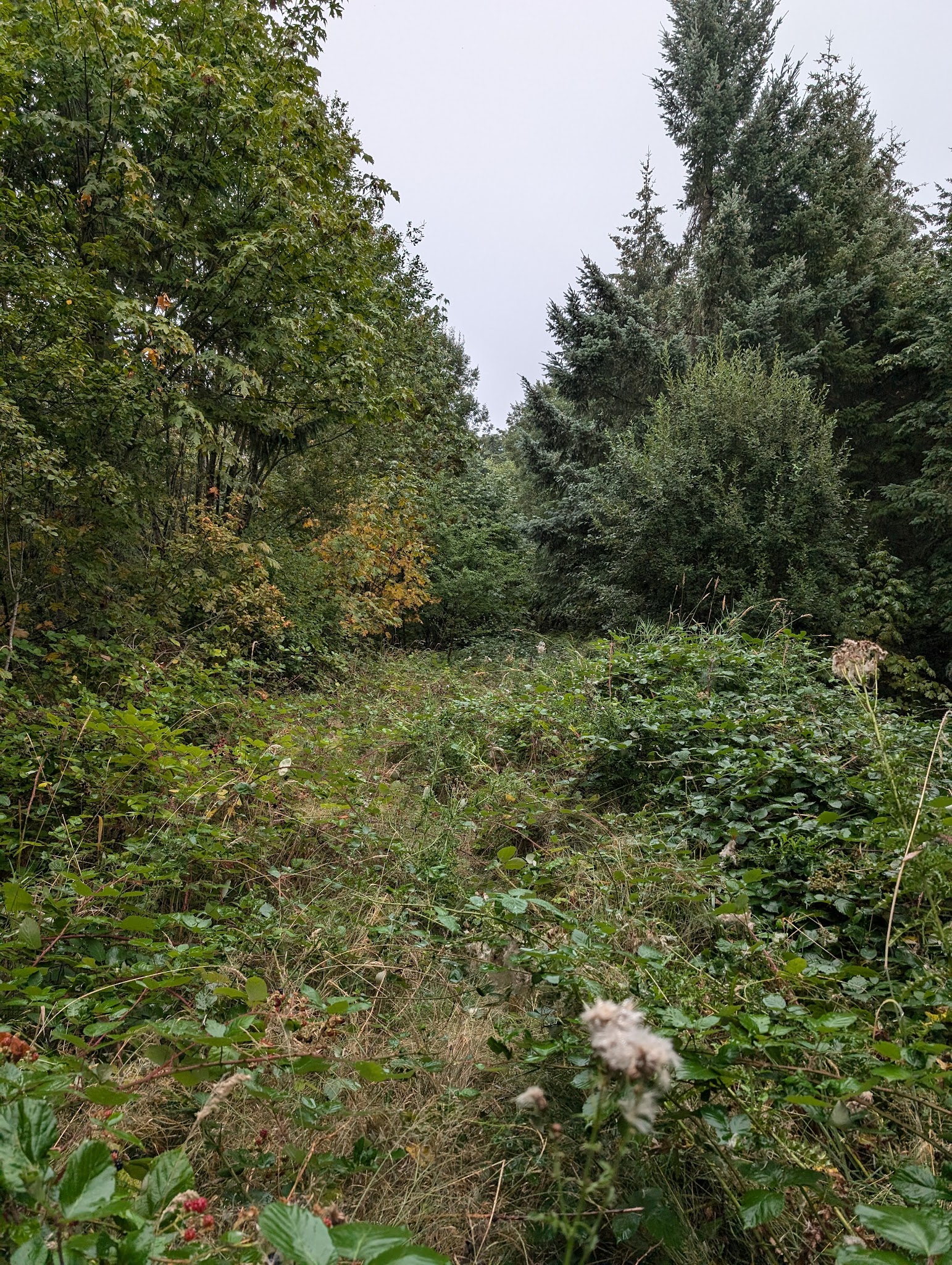 Ennis Creek Forest Habitat Preserve Sup Campground
