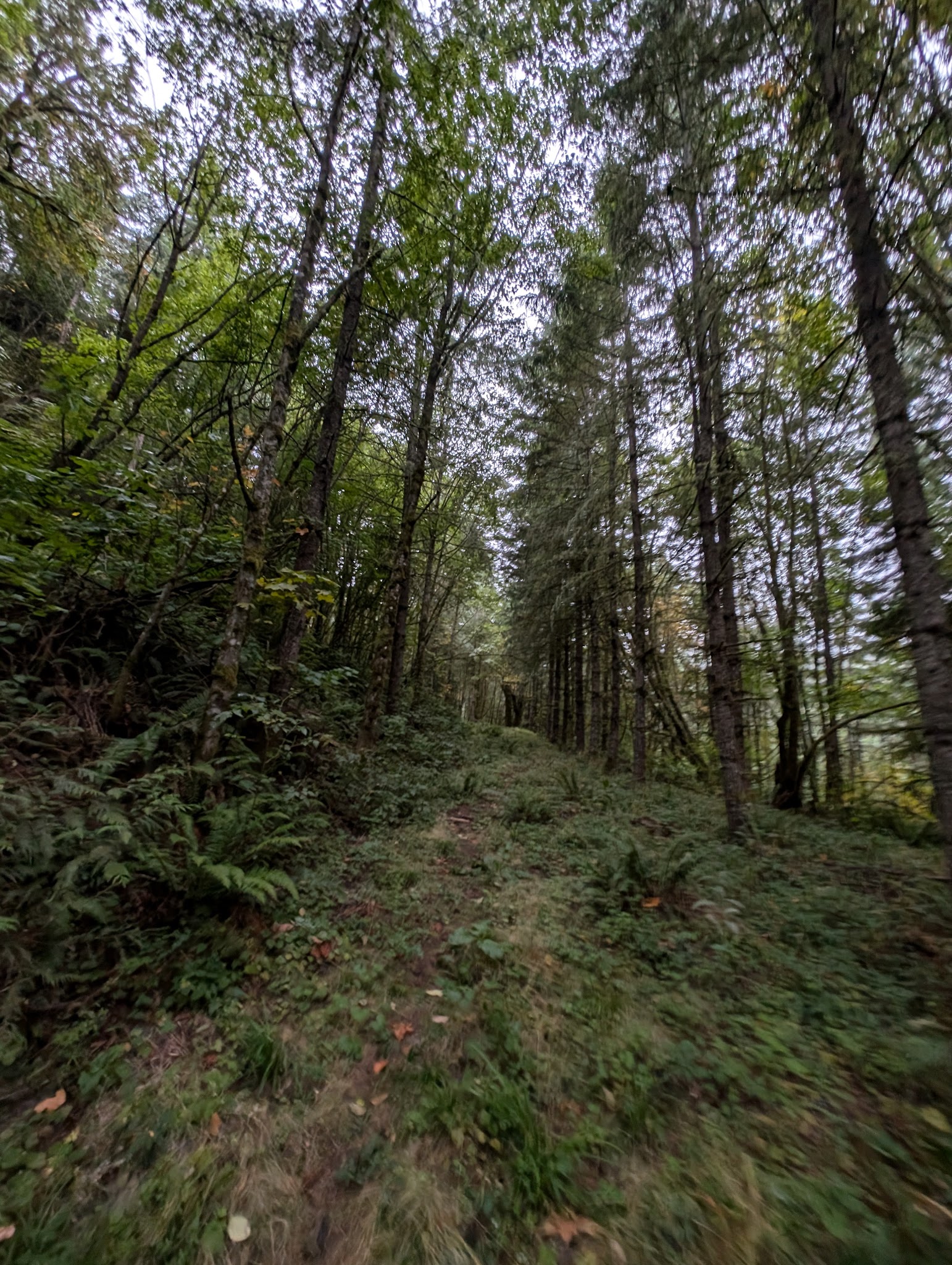Ennis Creek Forest Habitat Preserve Sup Campground