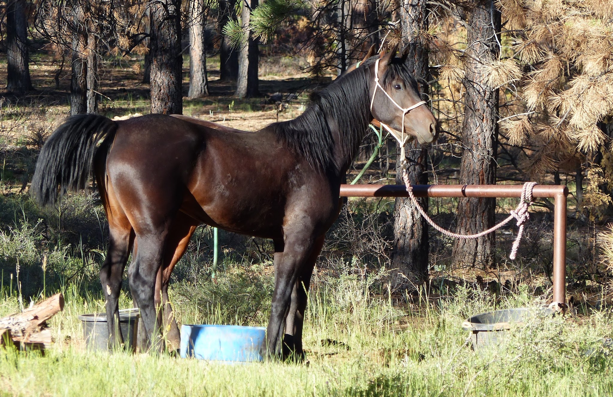 Coyote Hollow Equestrian Campground