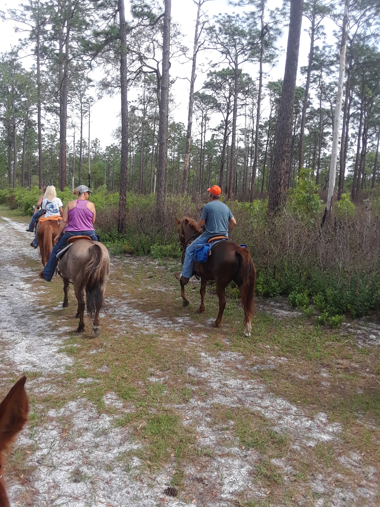 Equestrian Campground Welaka State Forest
