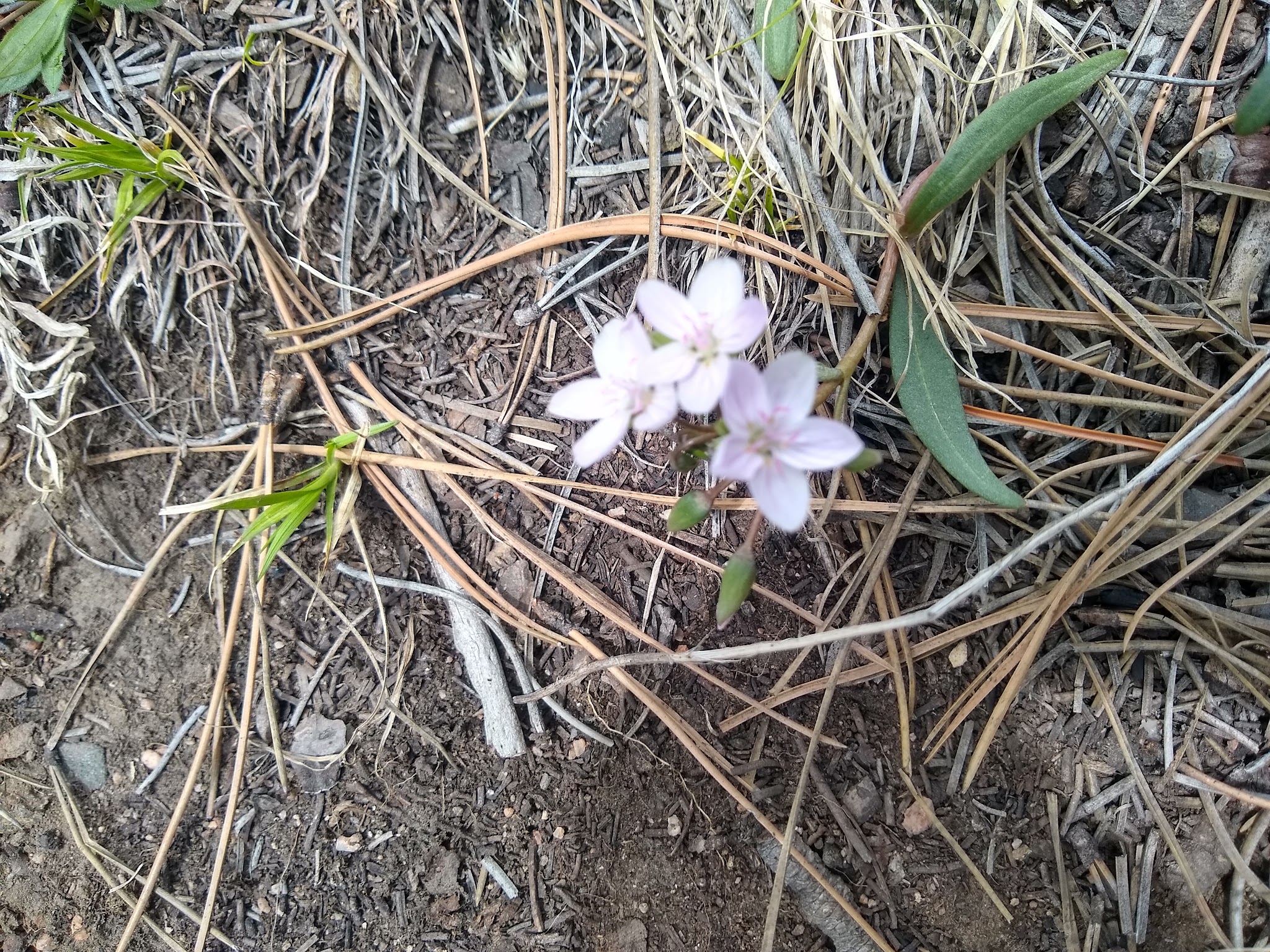 Esterbrook Campground