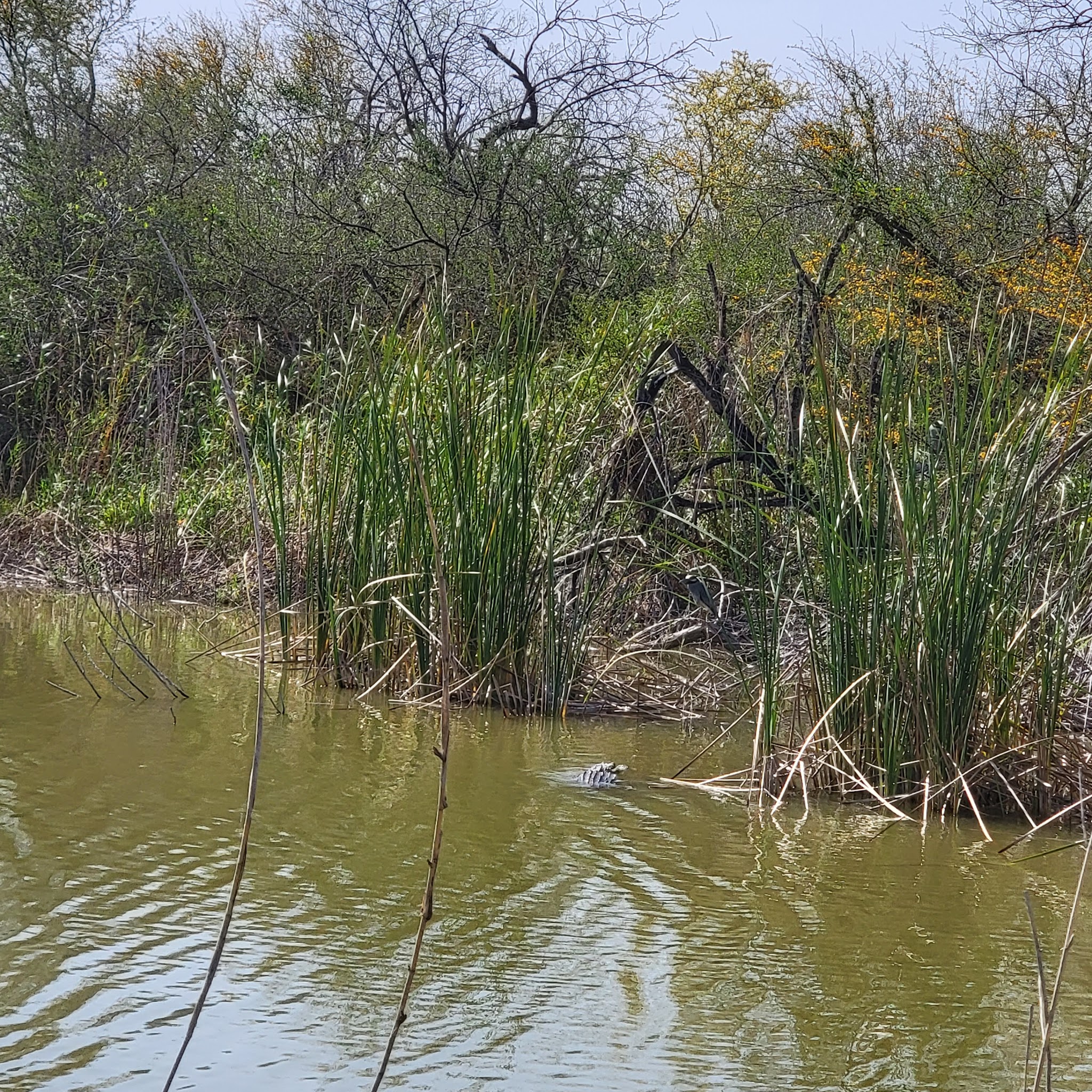 Estero Llano Grande State Park