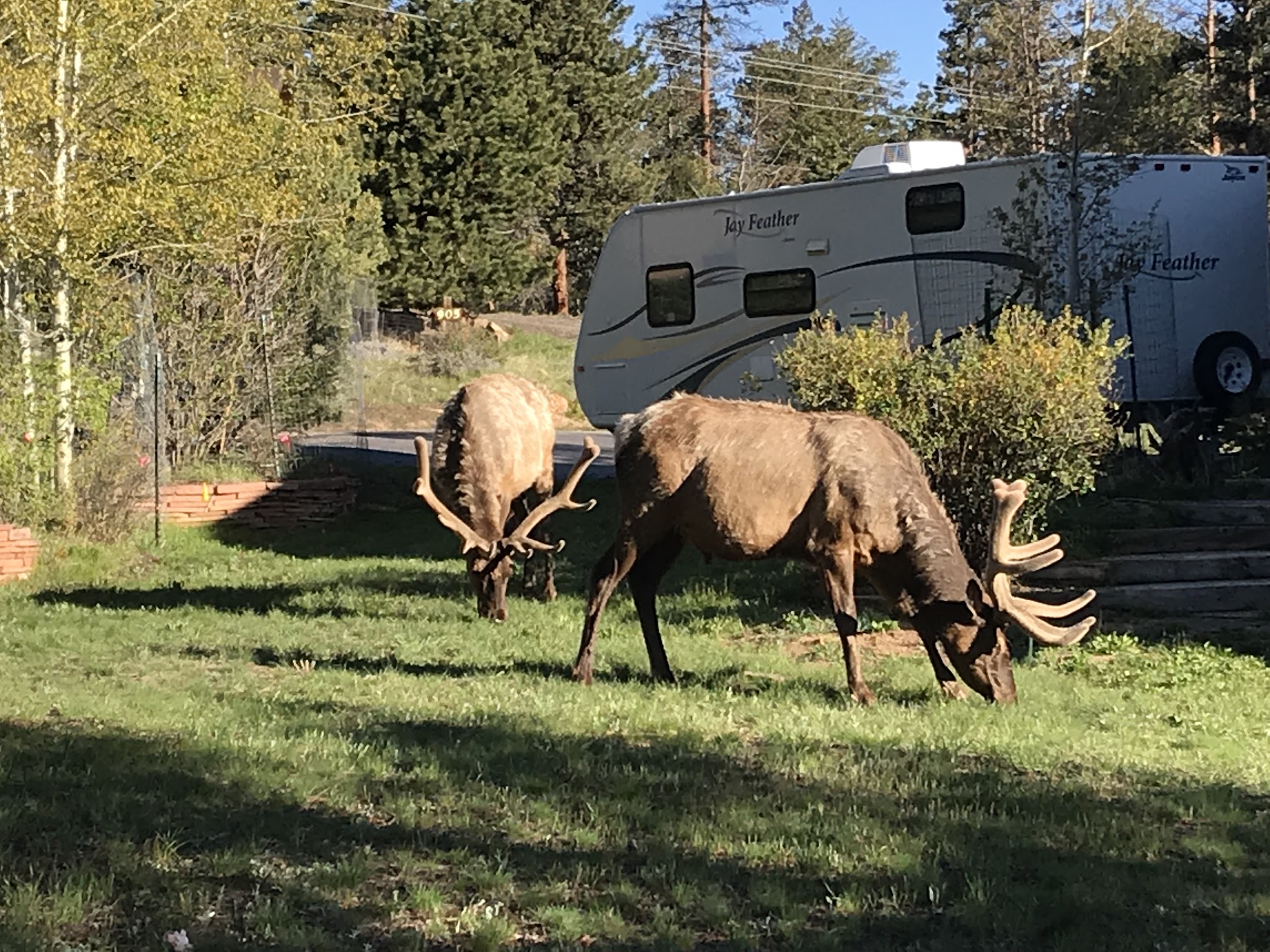 Estes Park Campground At Marys Lake