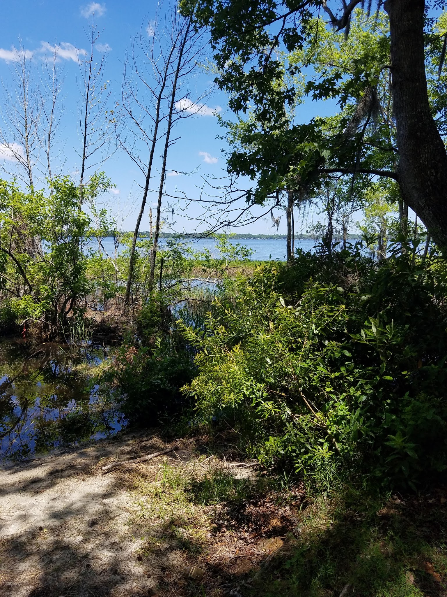 Etoniah Creek State Forest Green Camp