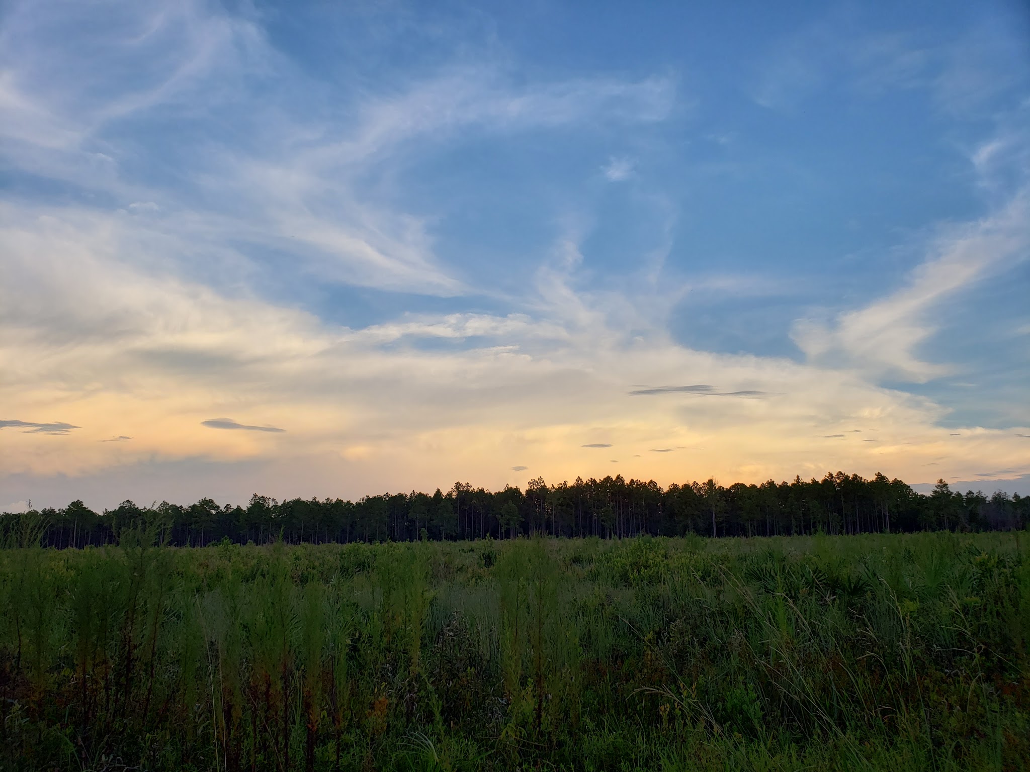 Etoniah Creek State Forest Green Camp