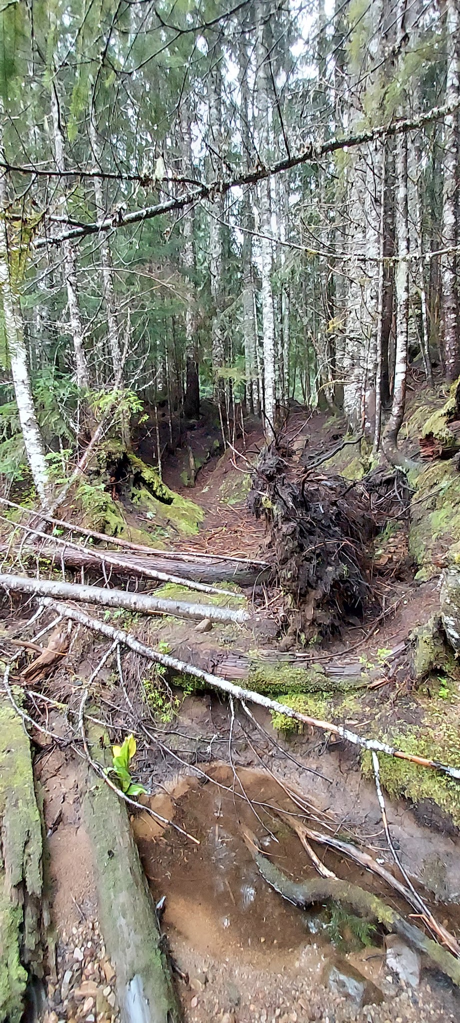 Evans Creek Campground