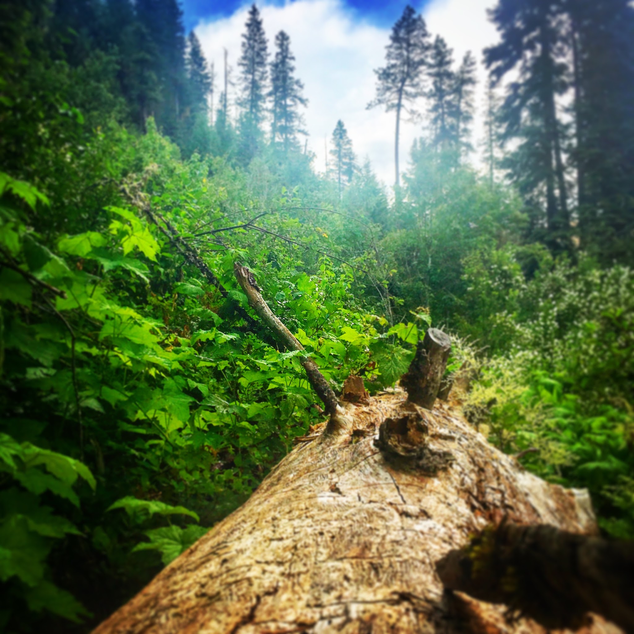 Umatilla Forks Campground