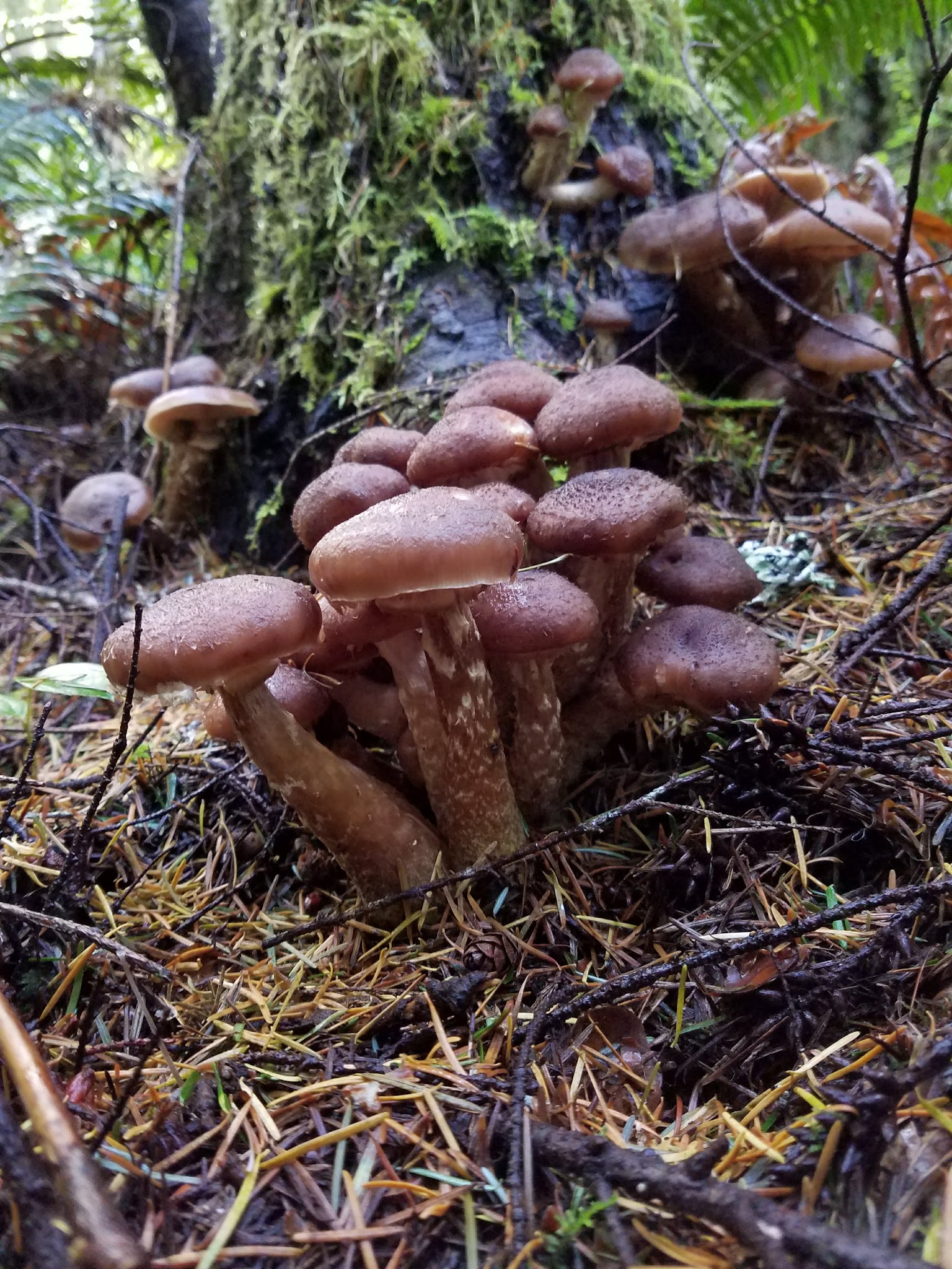 Falls View Campground