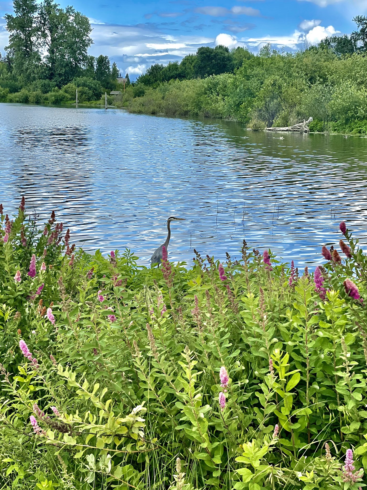 Fern Hill Forest Natural Sup Campground