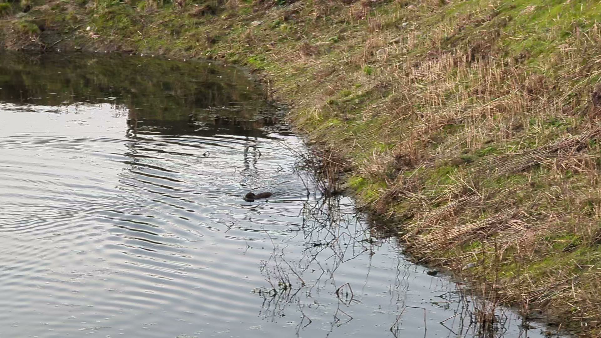 Fern Hill Forest Natural Sup Campground