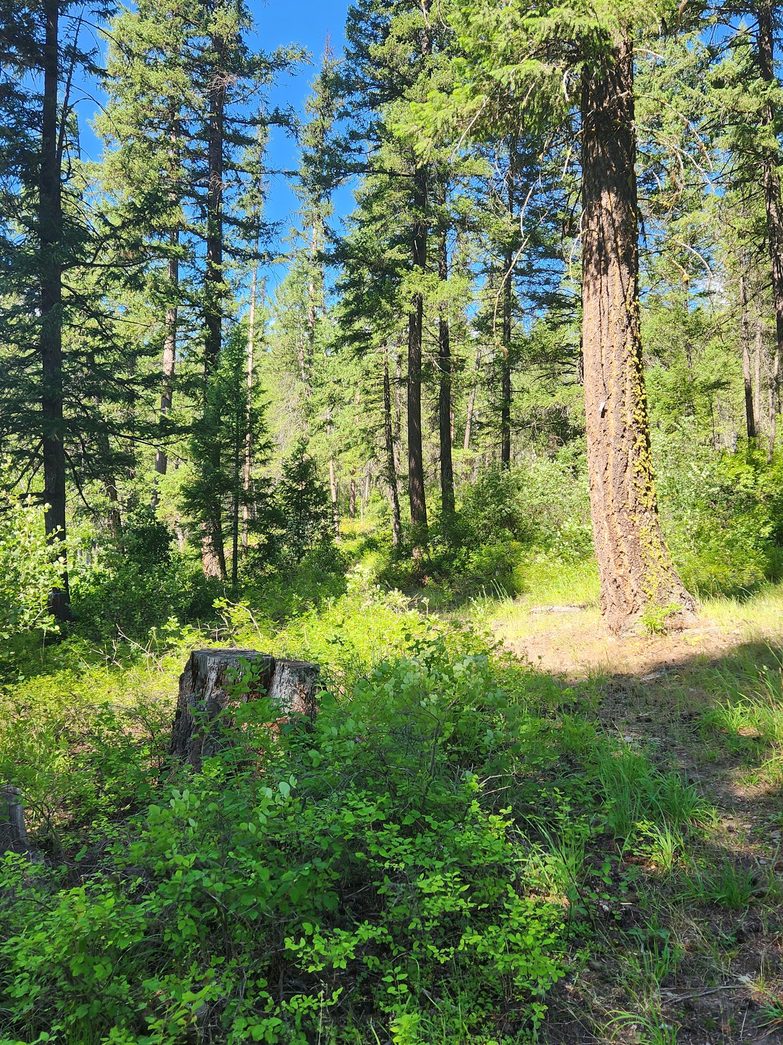 Ferry Lake Campground