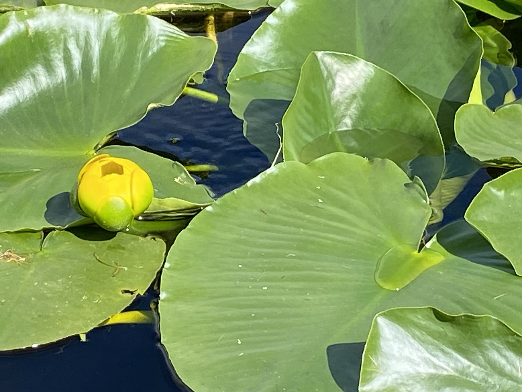 Fiddlers Lake Campground
