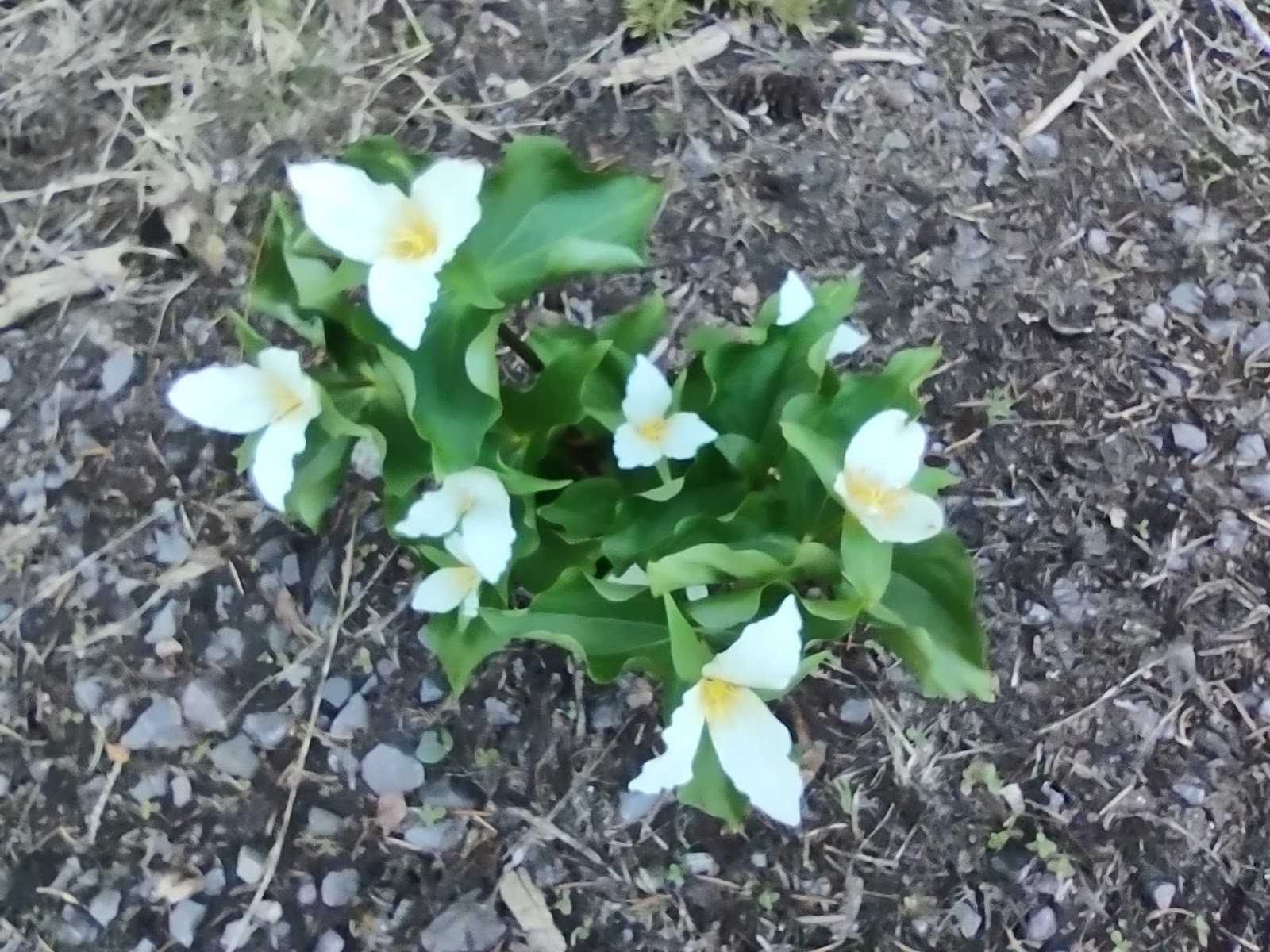 Fifteenmile Campground