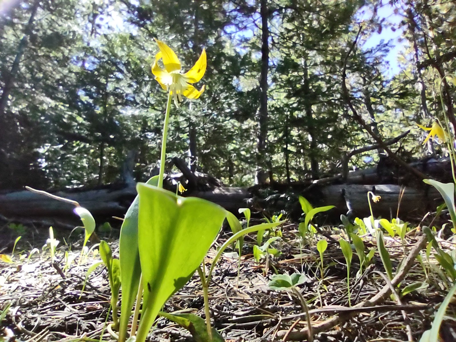 Fifteenmile Campground
