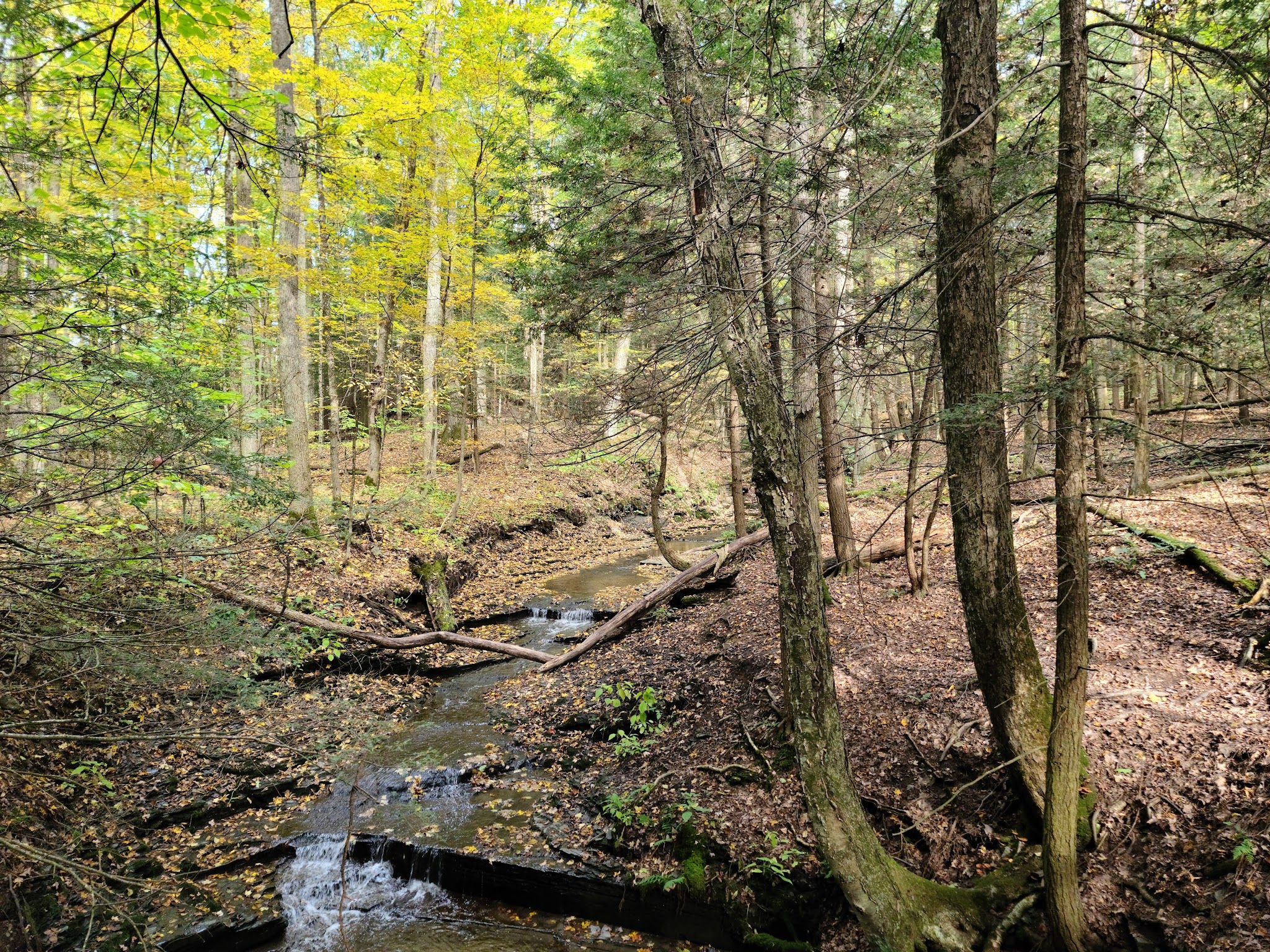 Fillmore Glen State Park