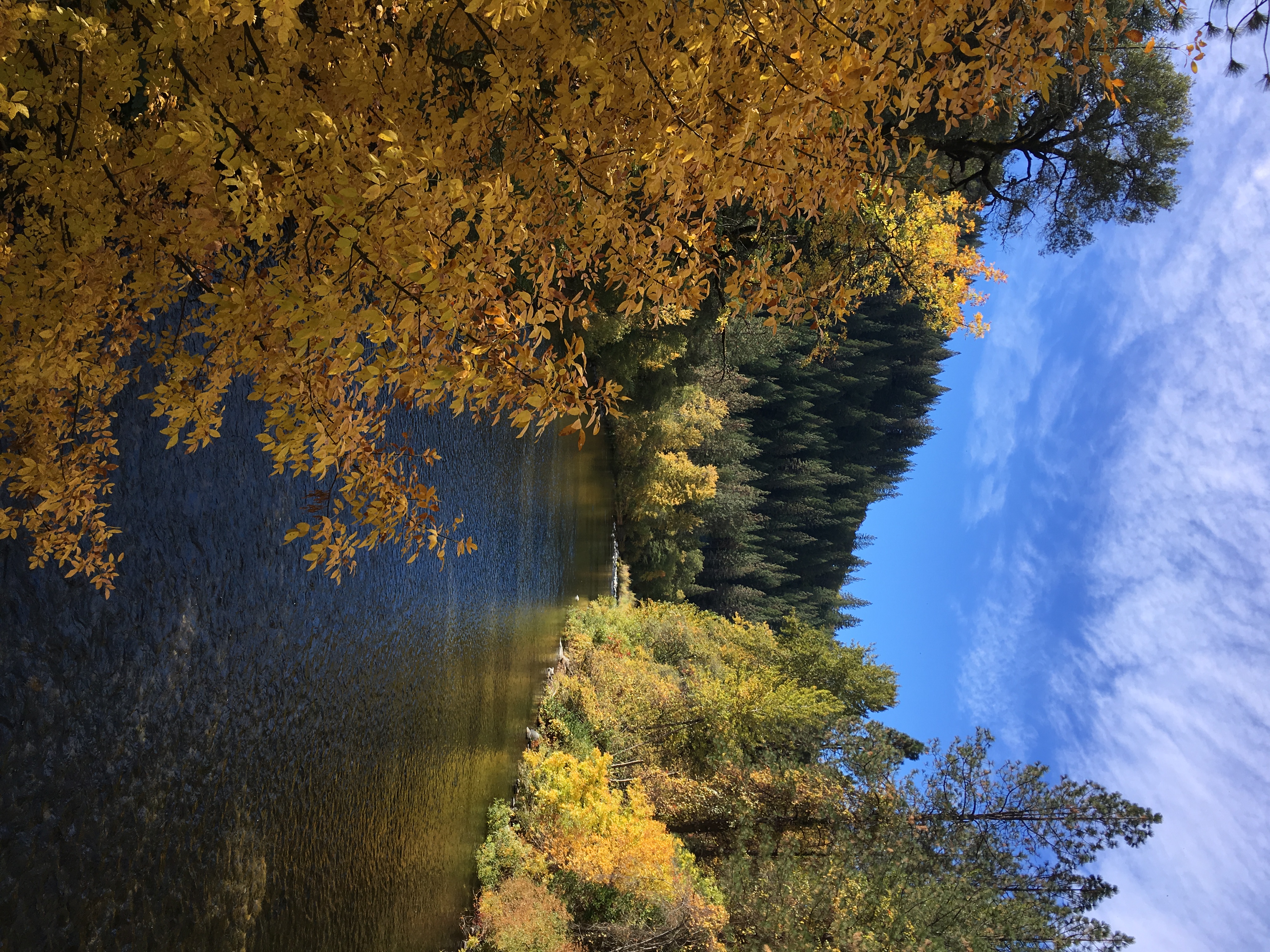 Sims Flat Campground (Ca)