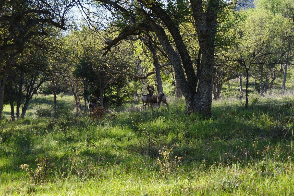 Oak Flat Campground
