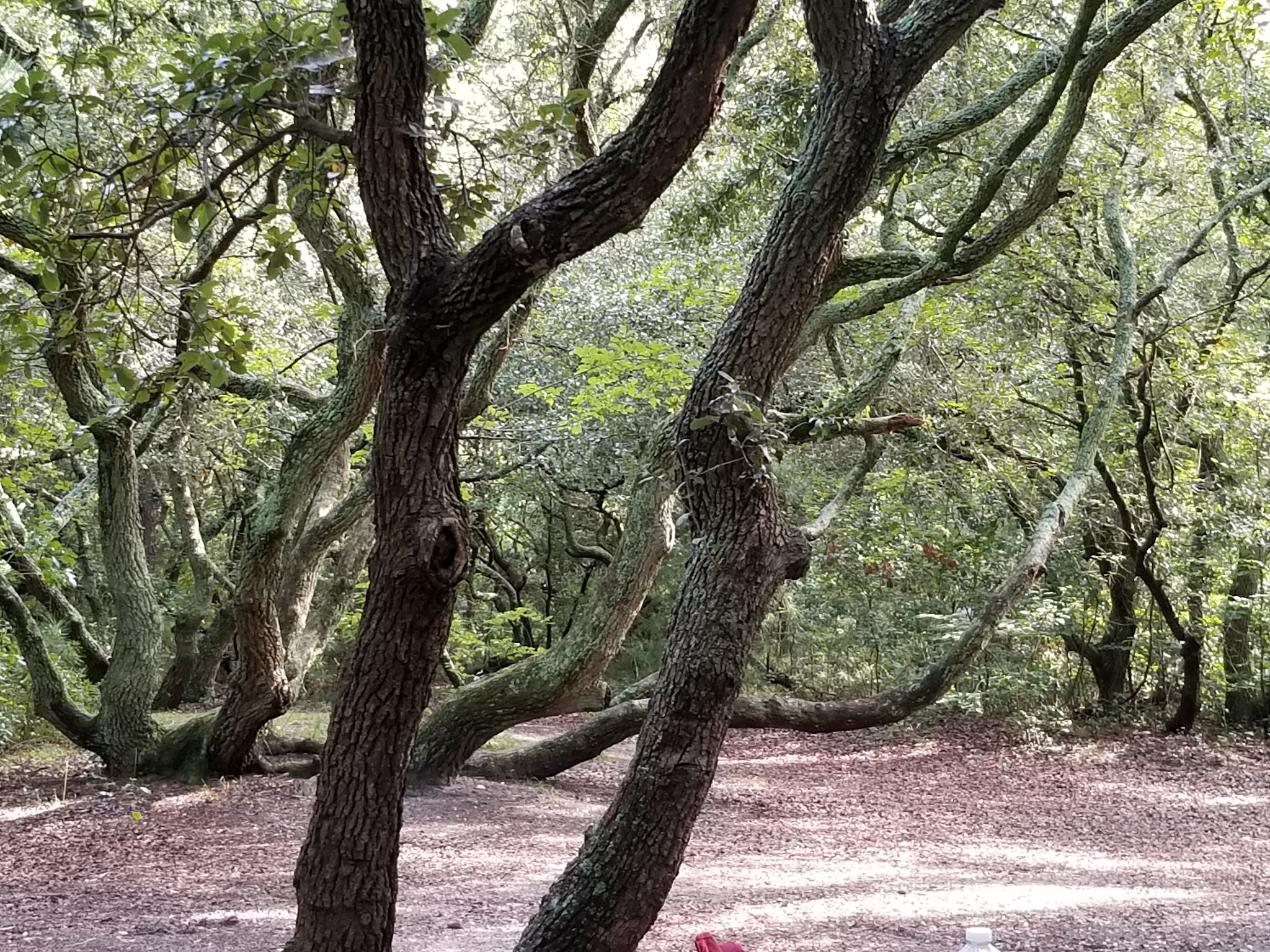 B - Collier Campground