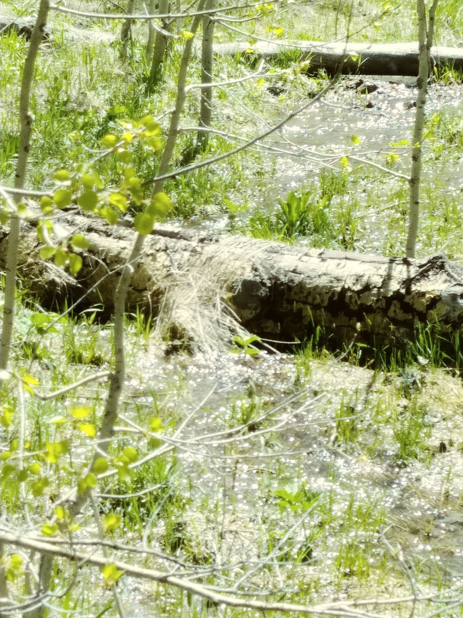 Fish Creek Campground