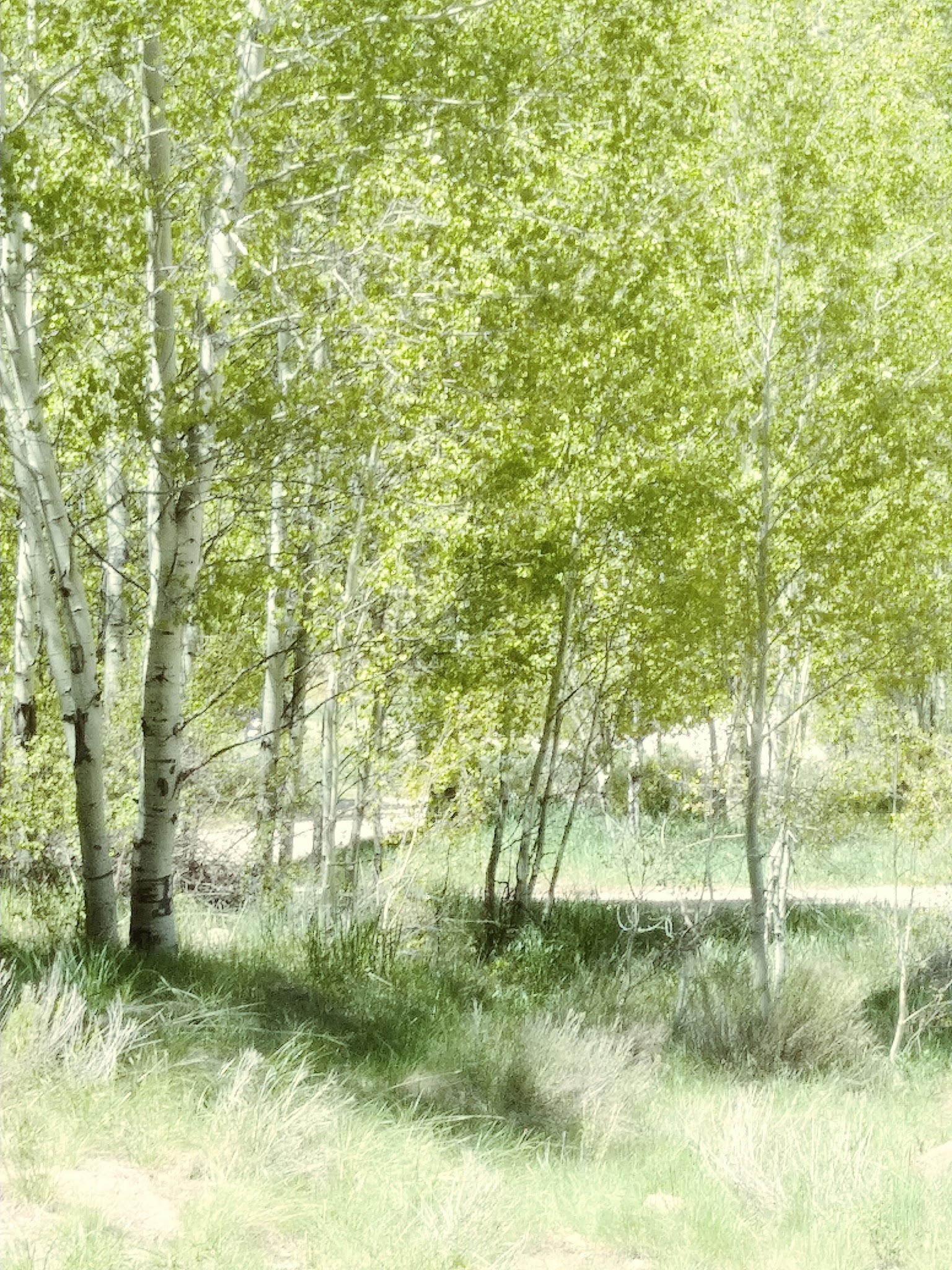 Fish Creek Campground