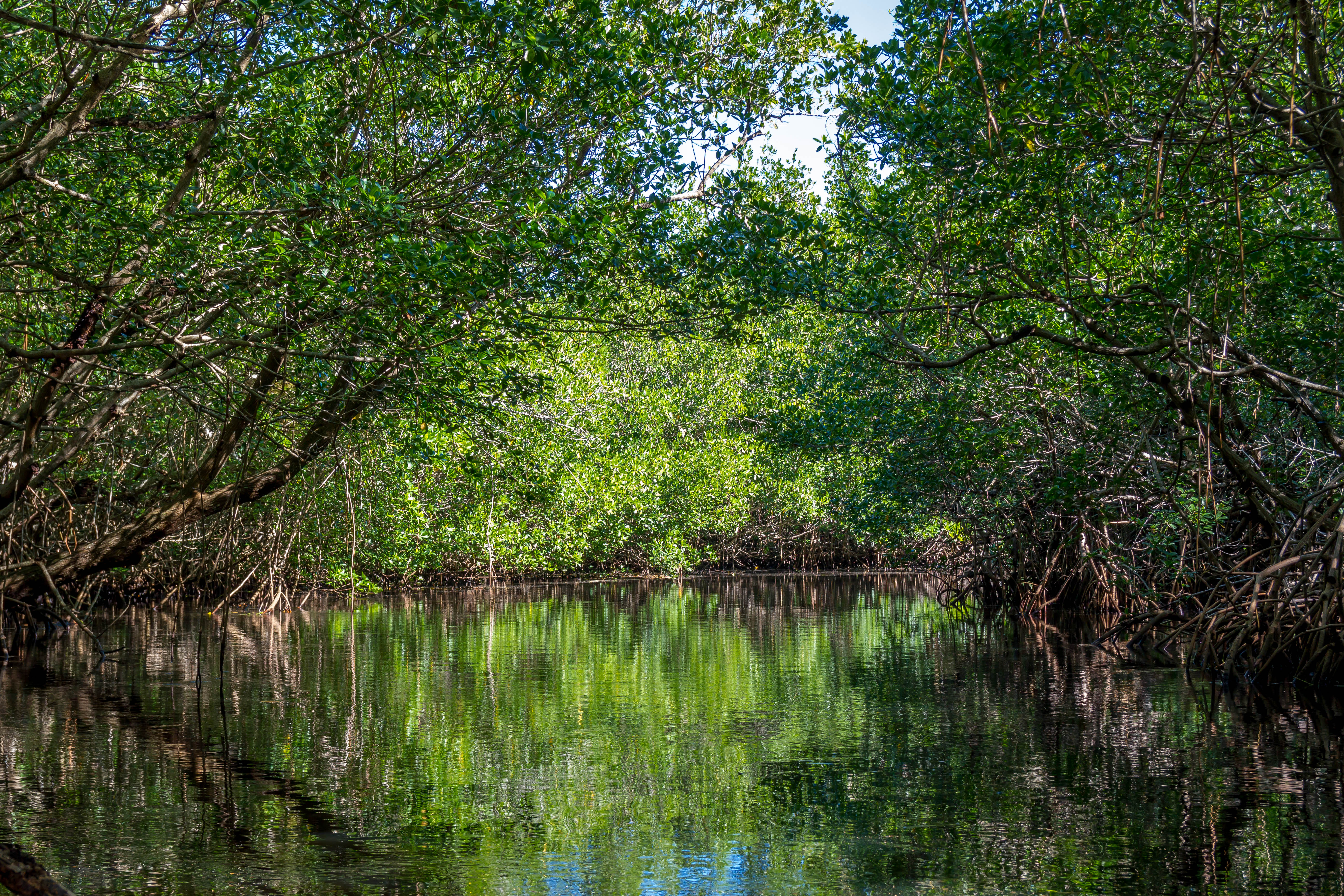 Collier-Seminole State Park Campground