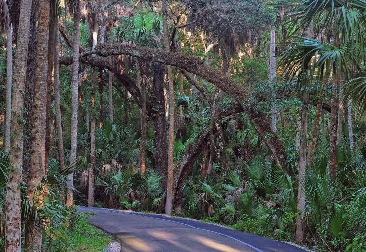 Highlands Hammock State Park Campground