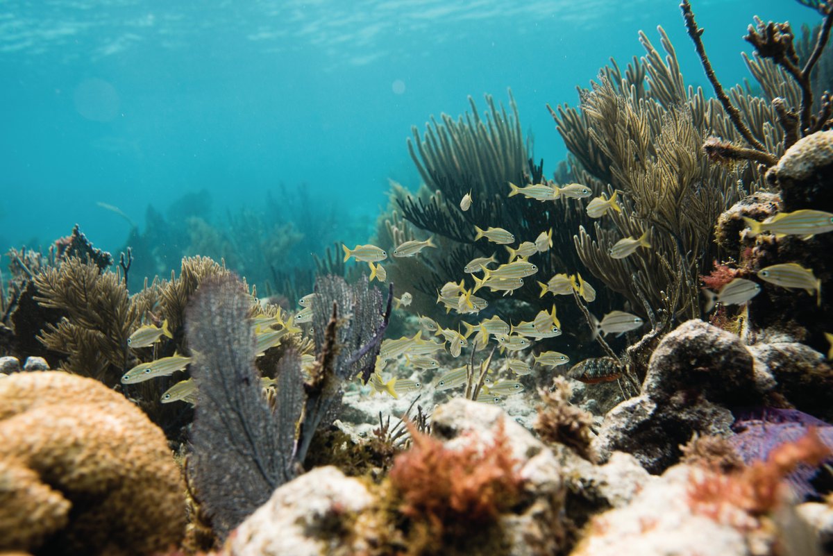 John Pennekamp Coral Reef State Park