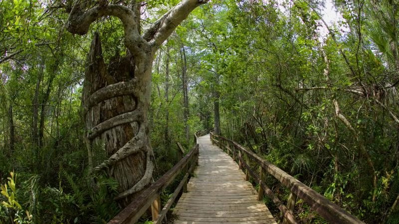 Myakka River State Park Big Flats Campground