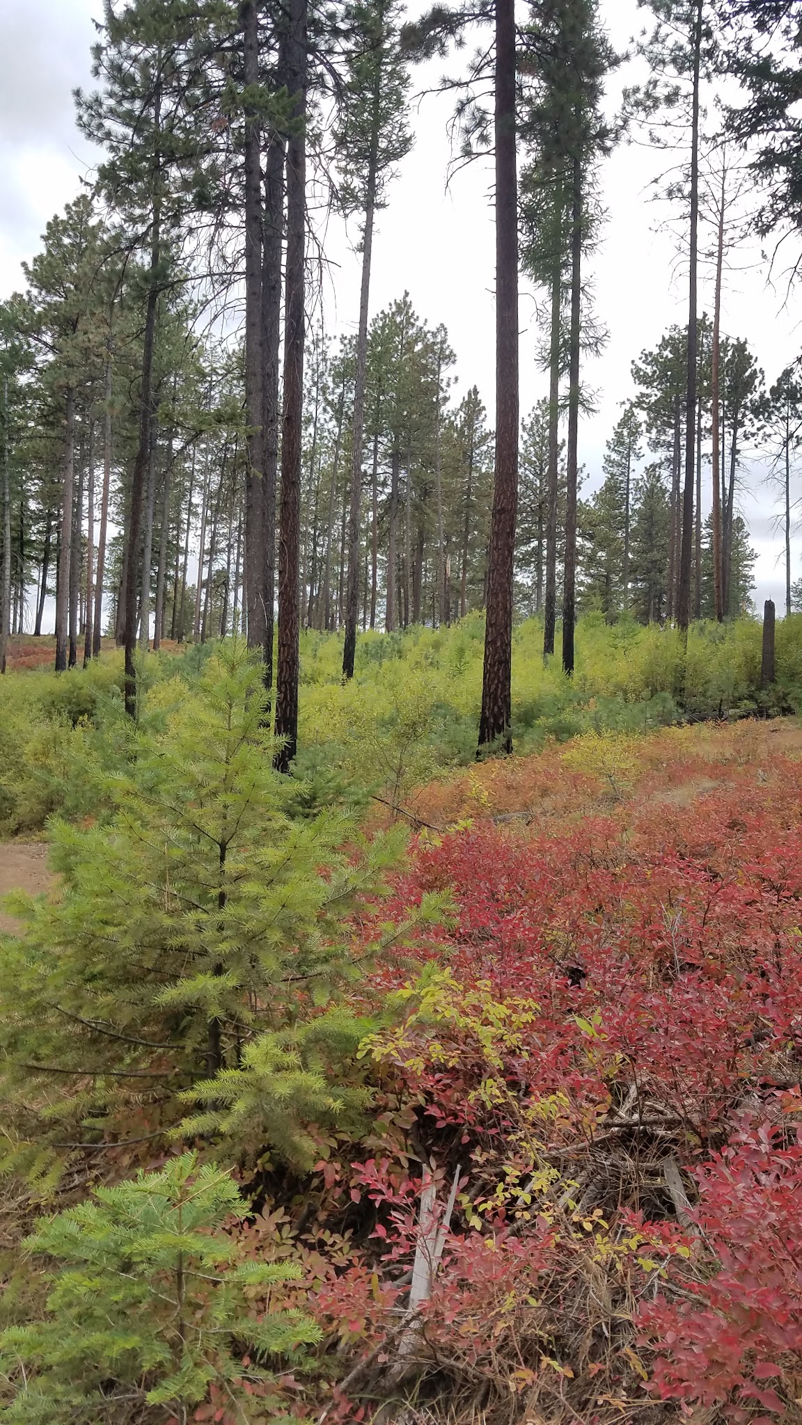 Forest Boundary Campground
