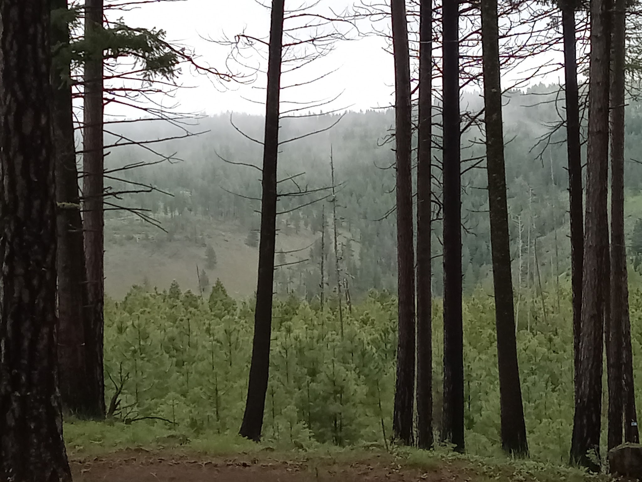 Forest Boundary Campground