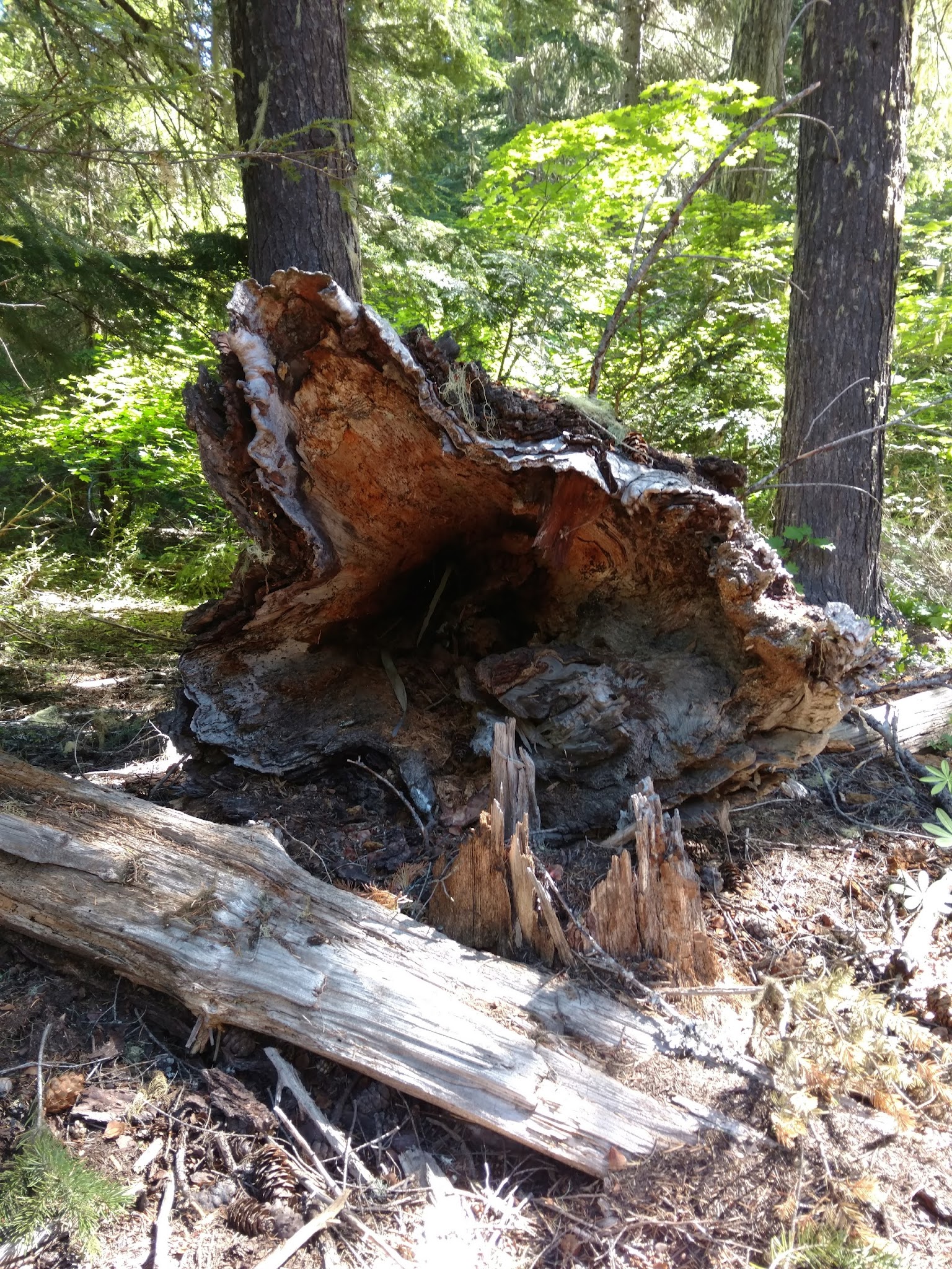 Forest Creek Campground