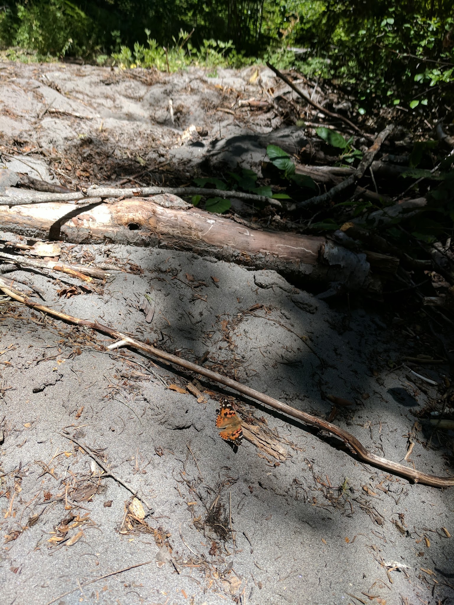 Forest Creek Campground