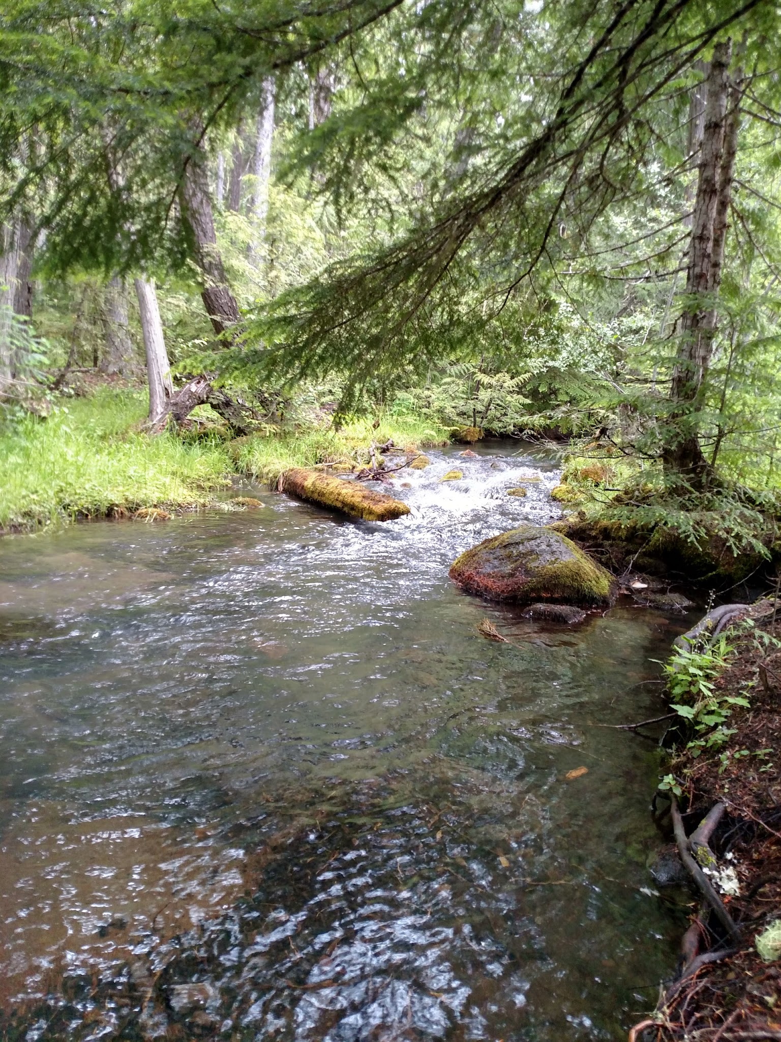 Forest Creek Campground