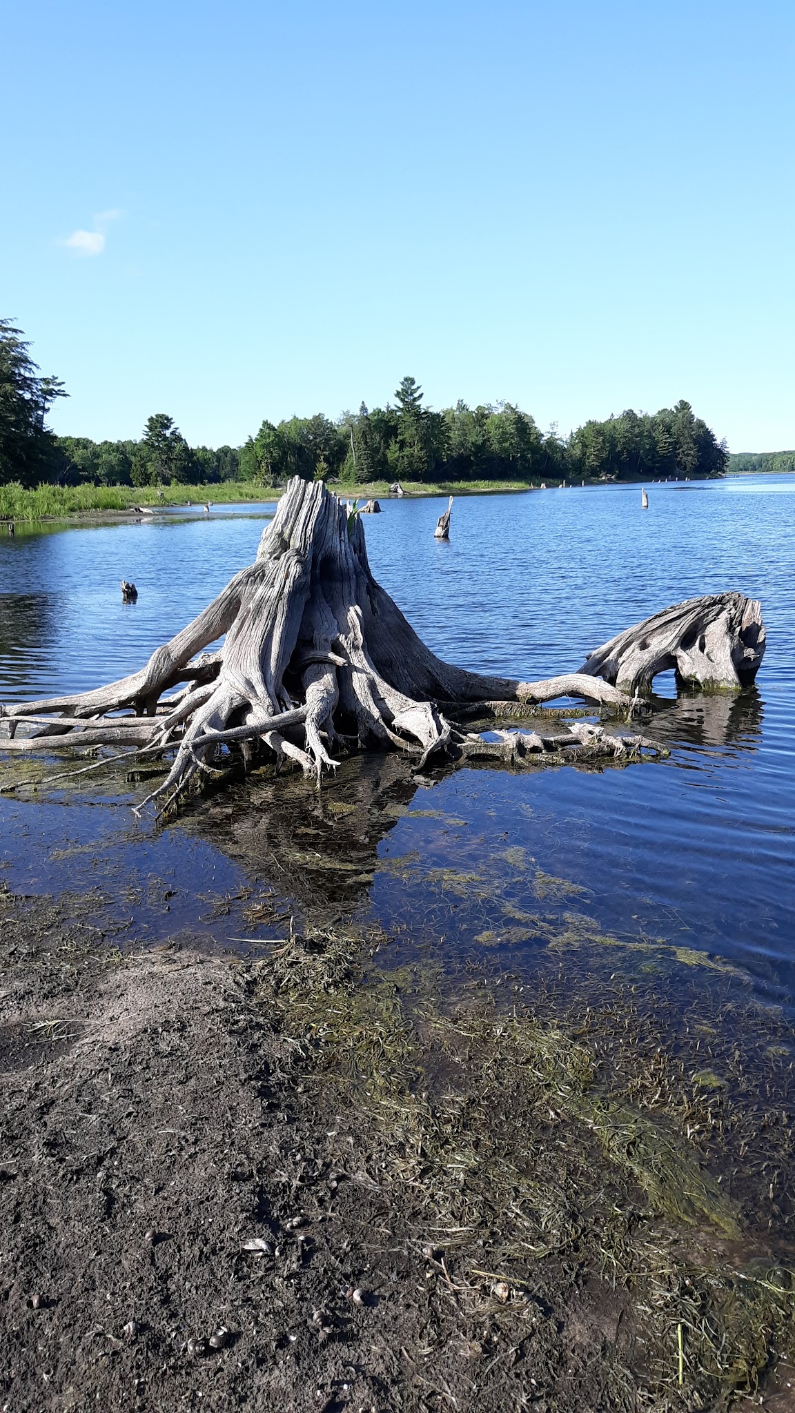 Forest Lake State Forest Campground