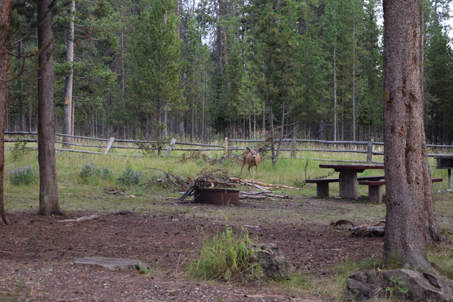 Forest Park Campground