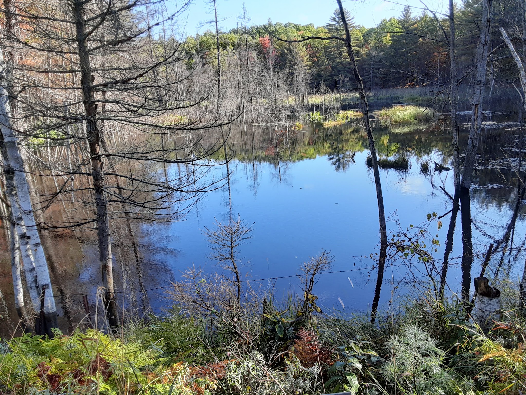 Forks State Forest Campground