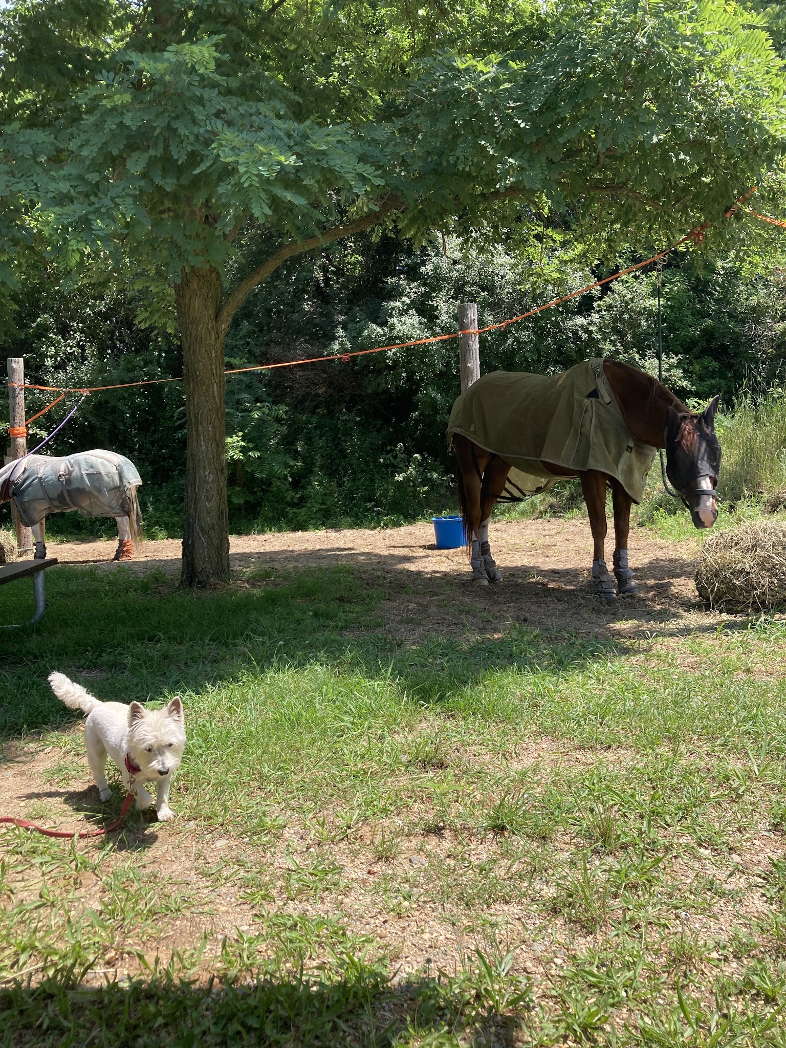 Fort Custer Group Camp