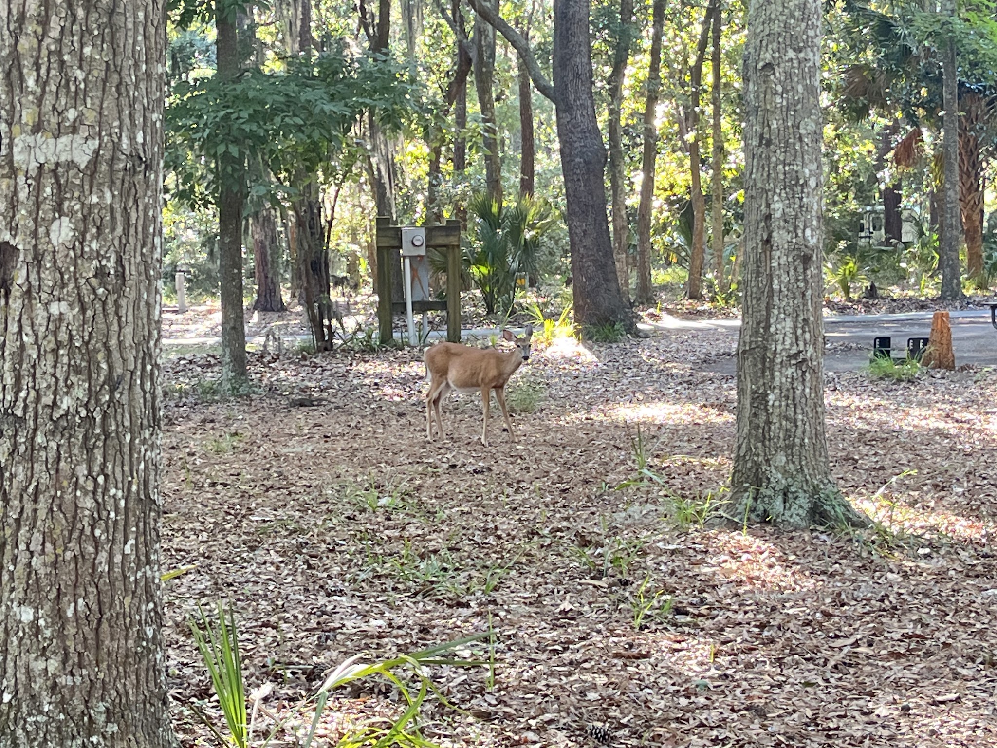 Fort Mcallister State Historic Site