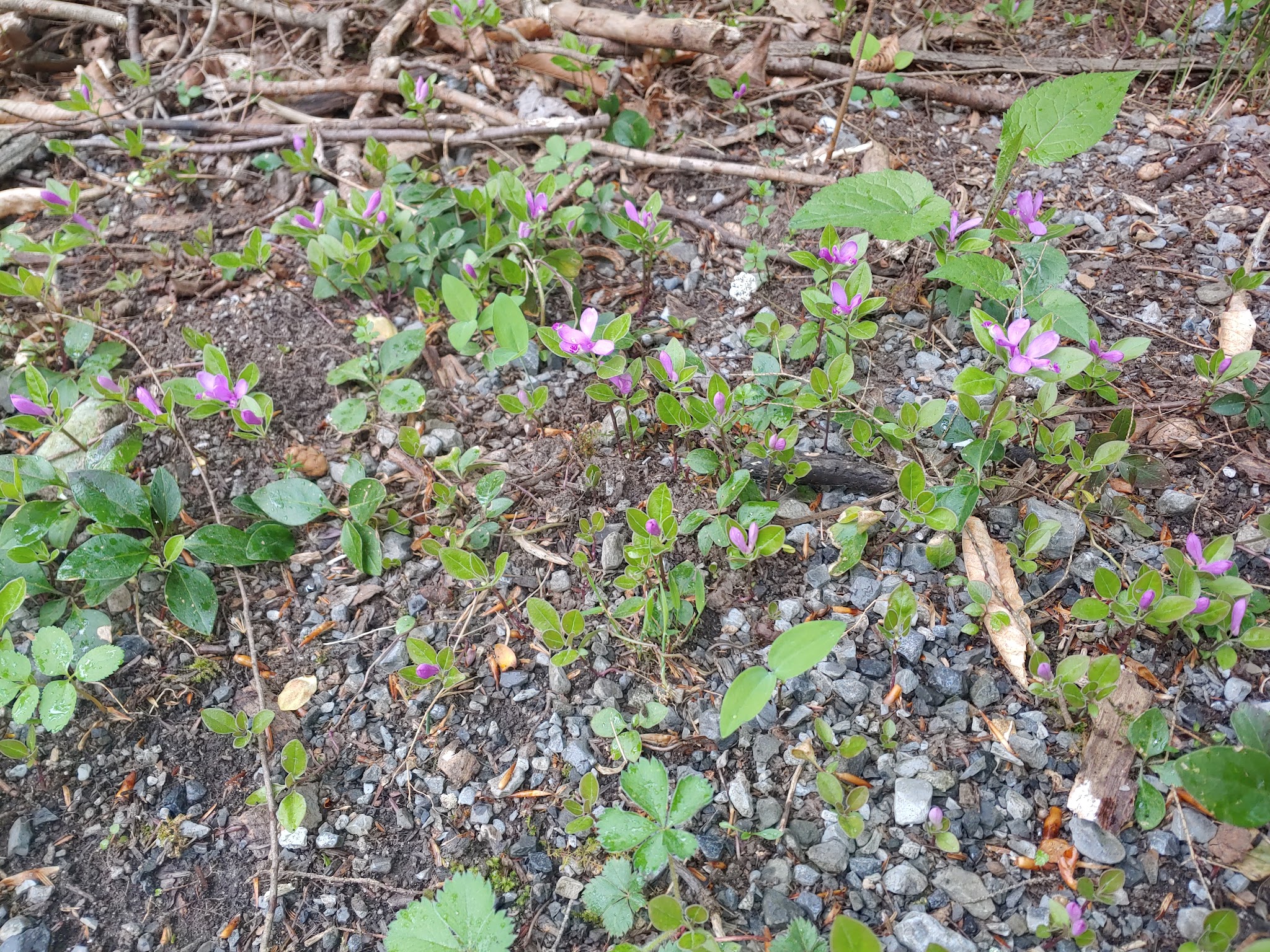 Fowlers Hollow State Park