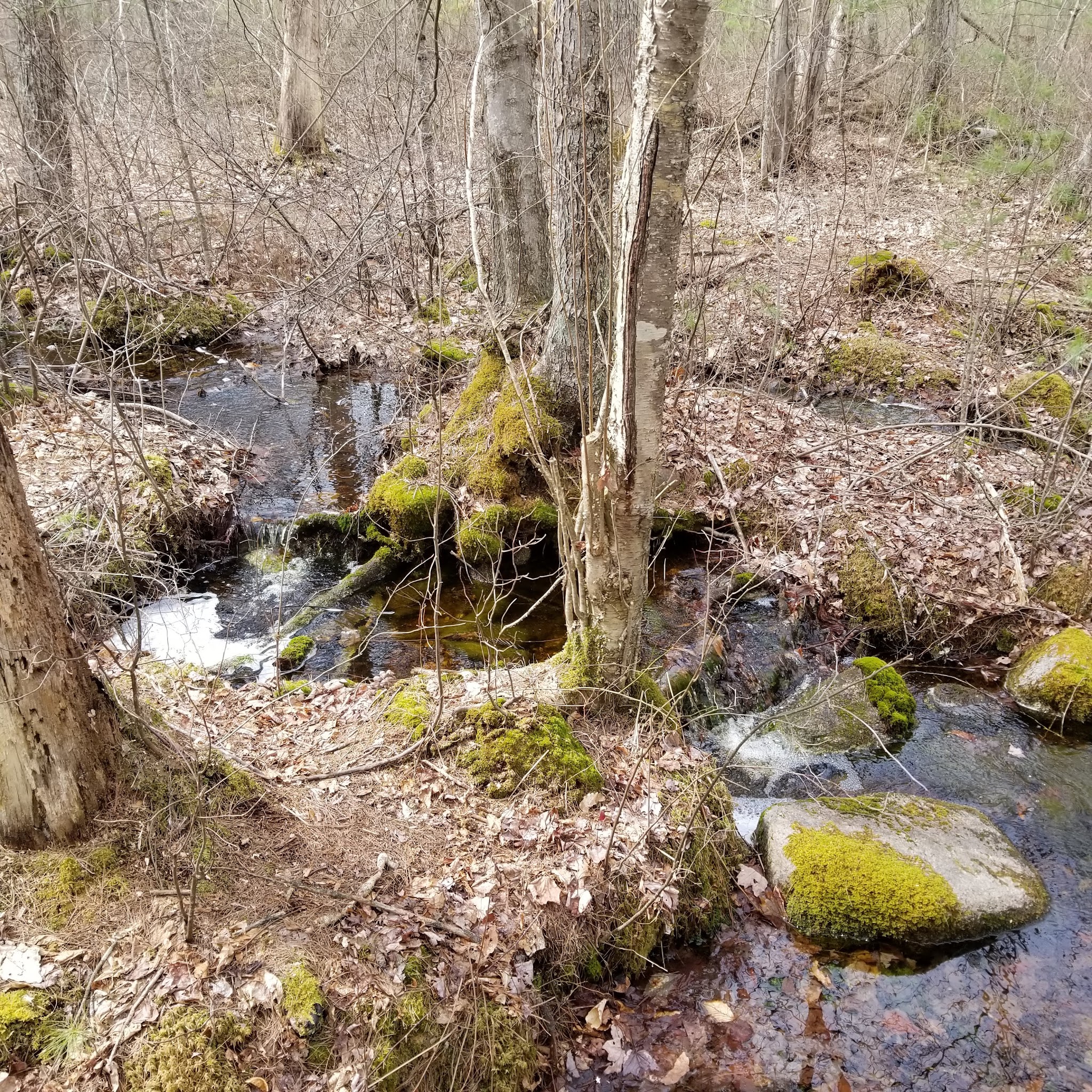 Freetown State Forest