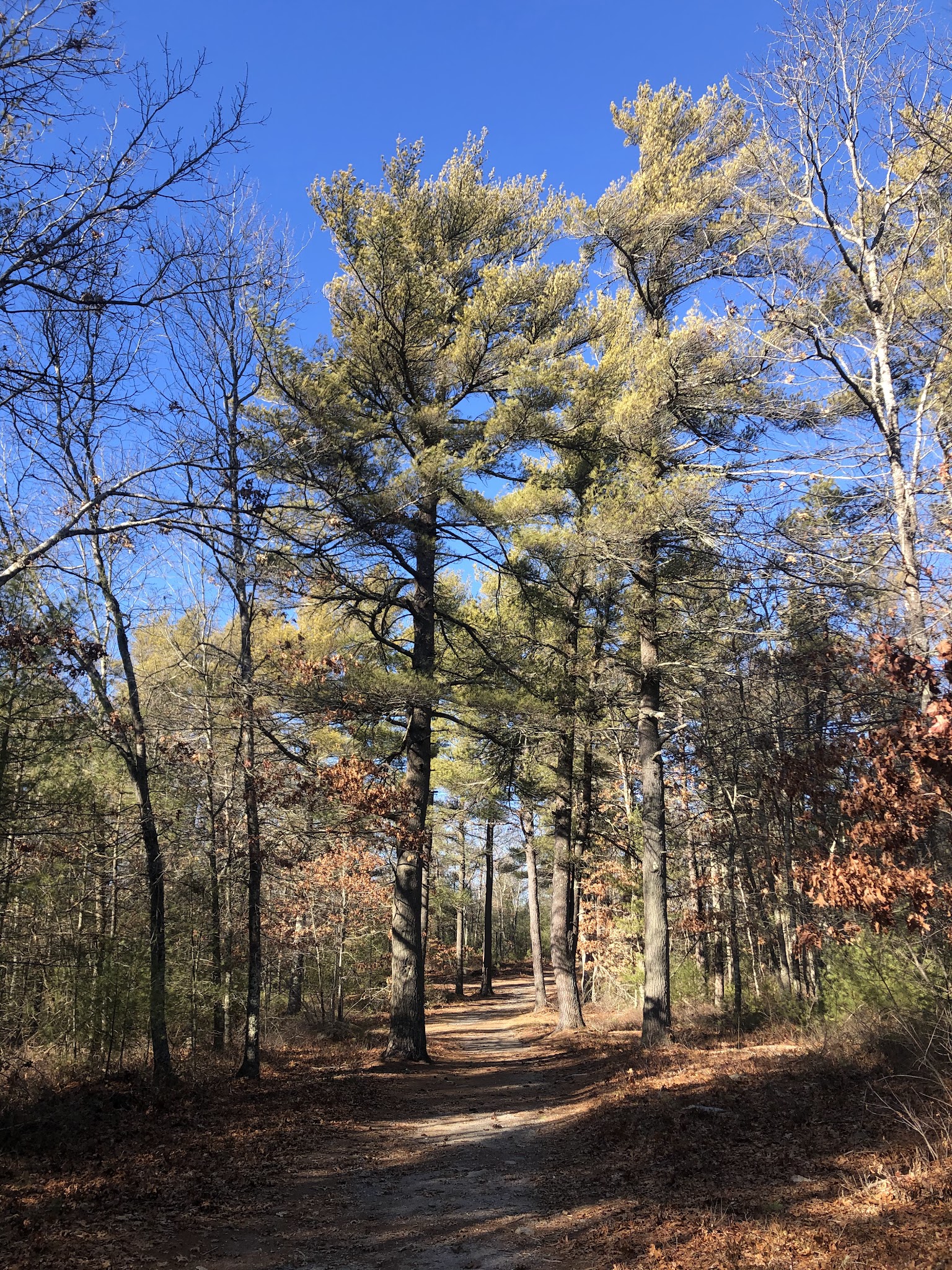 Freetown State Forest