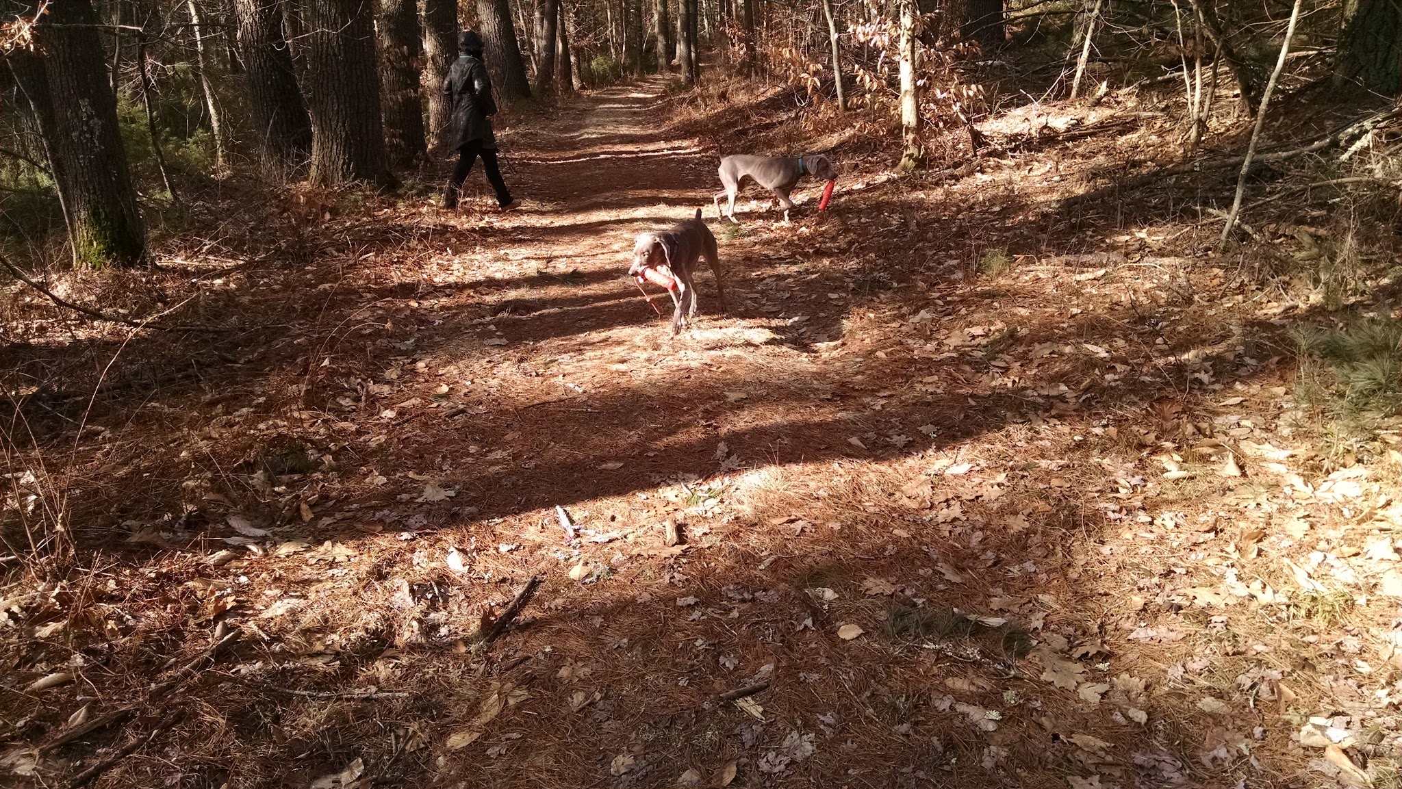 Frosty Hollow Shelter Camping Area