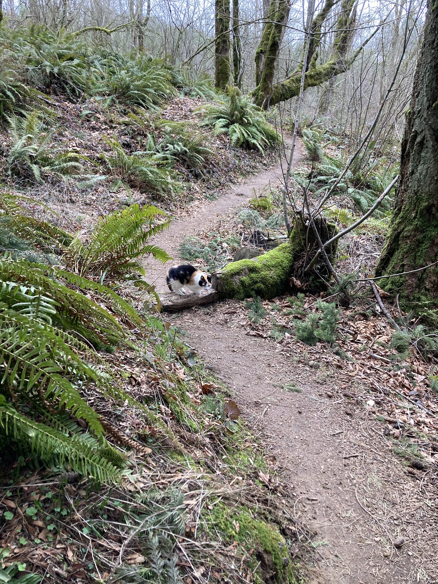 Gabbert Butte Natural Crup Campground