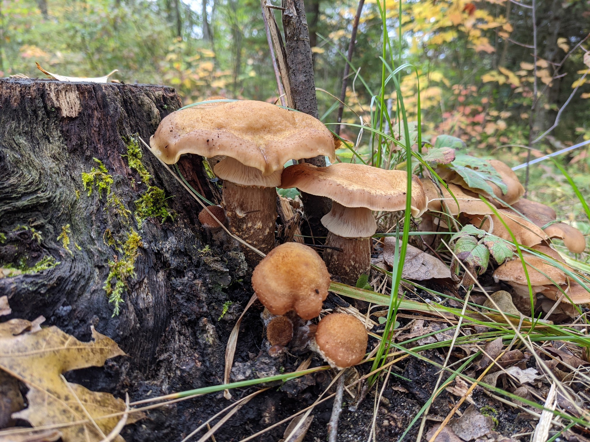 Gabions Campground And Day Use