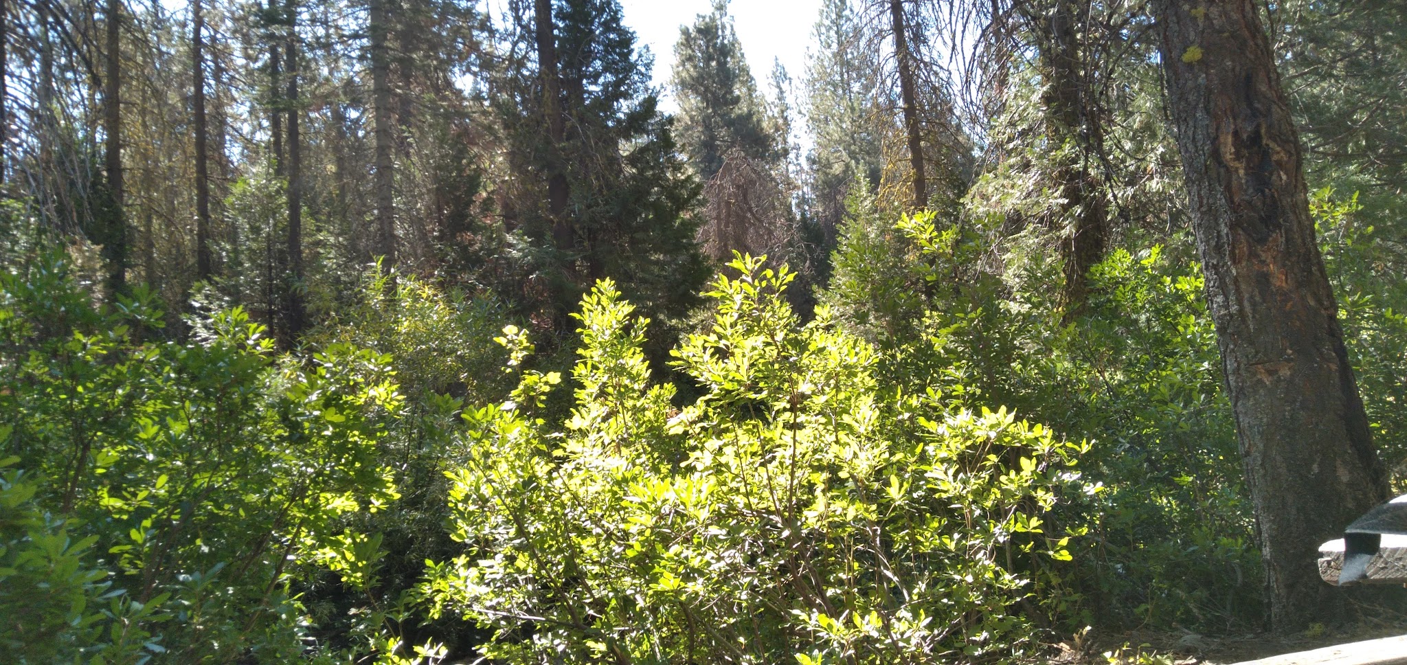 Gaggs Camp Campground