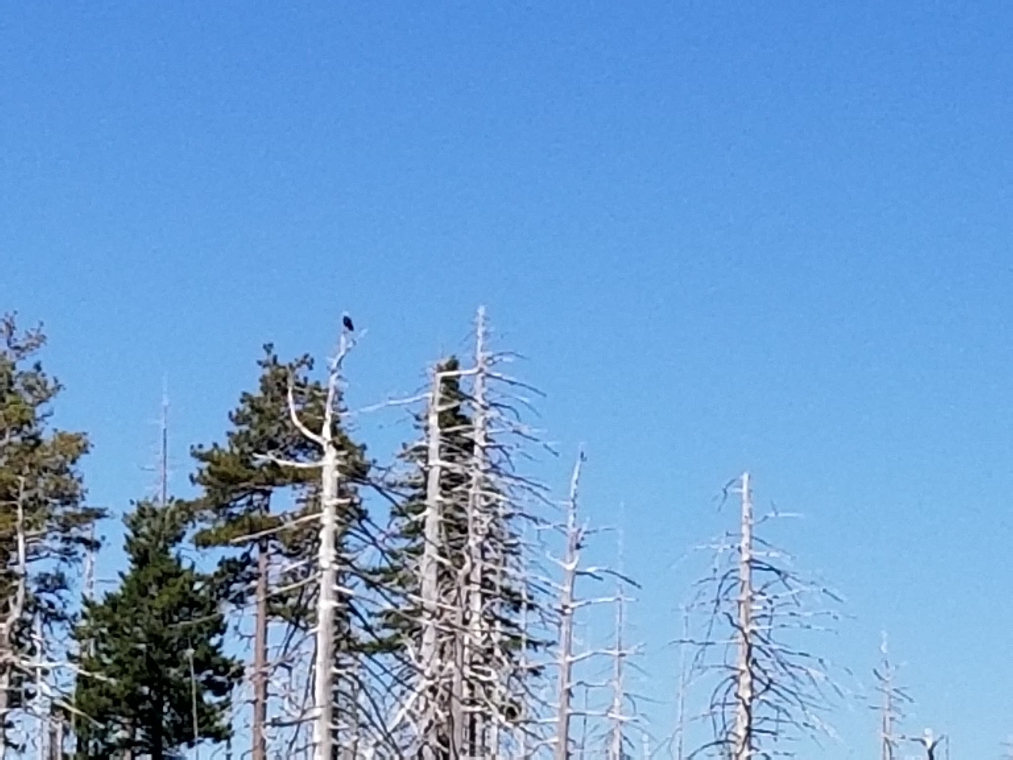 Game Lake Dispersed Camping