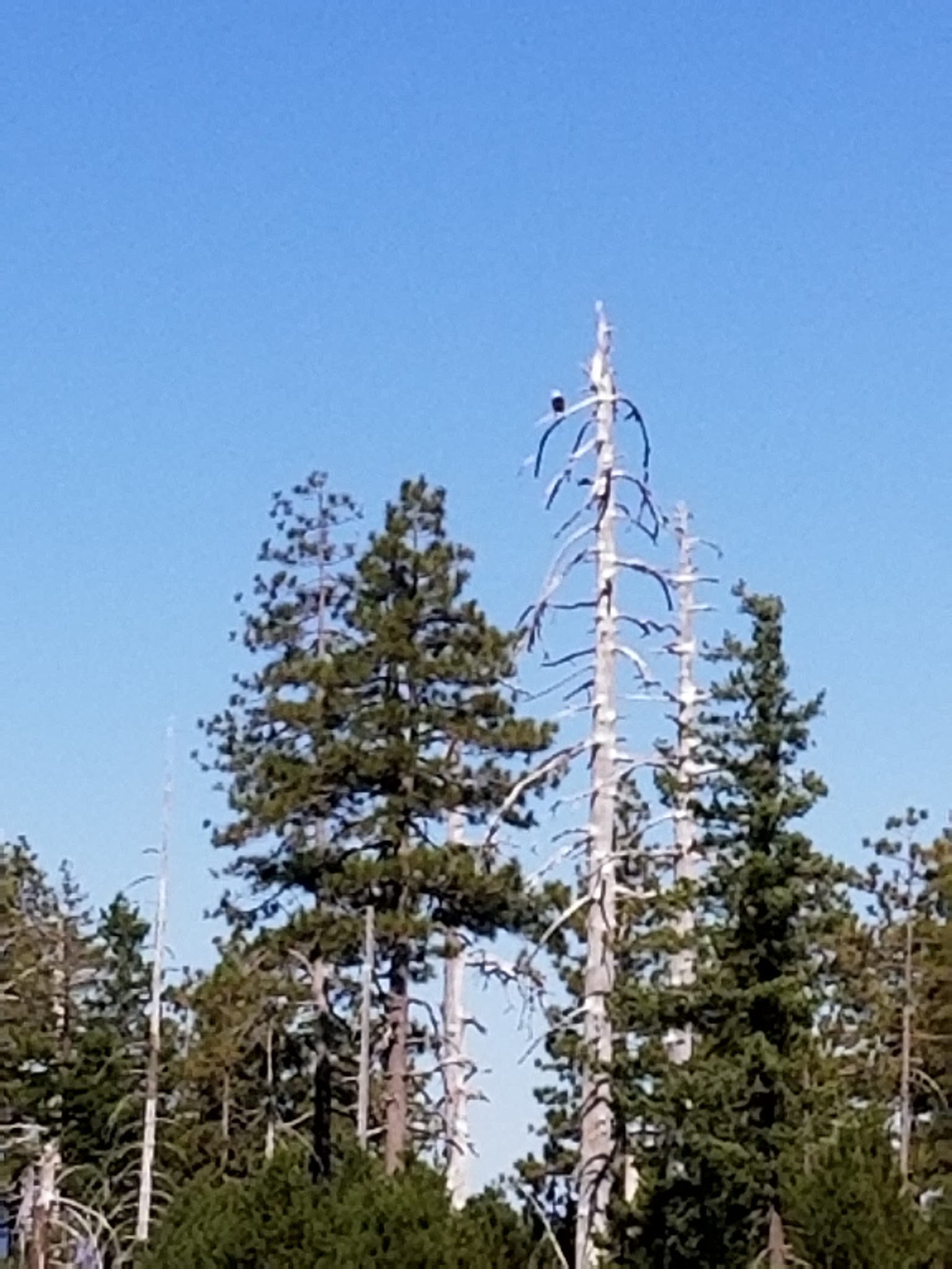 Game Lake Dispersed Camping