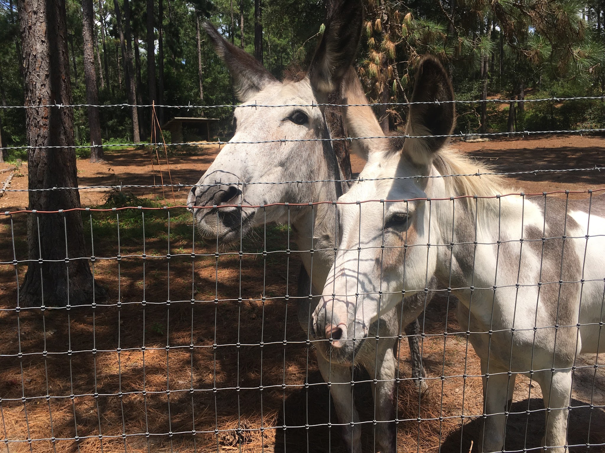 General Coffee State Park