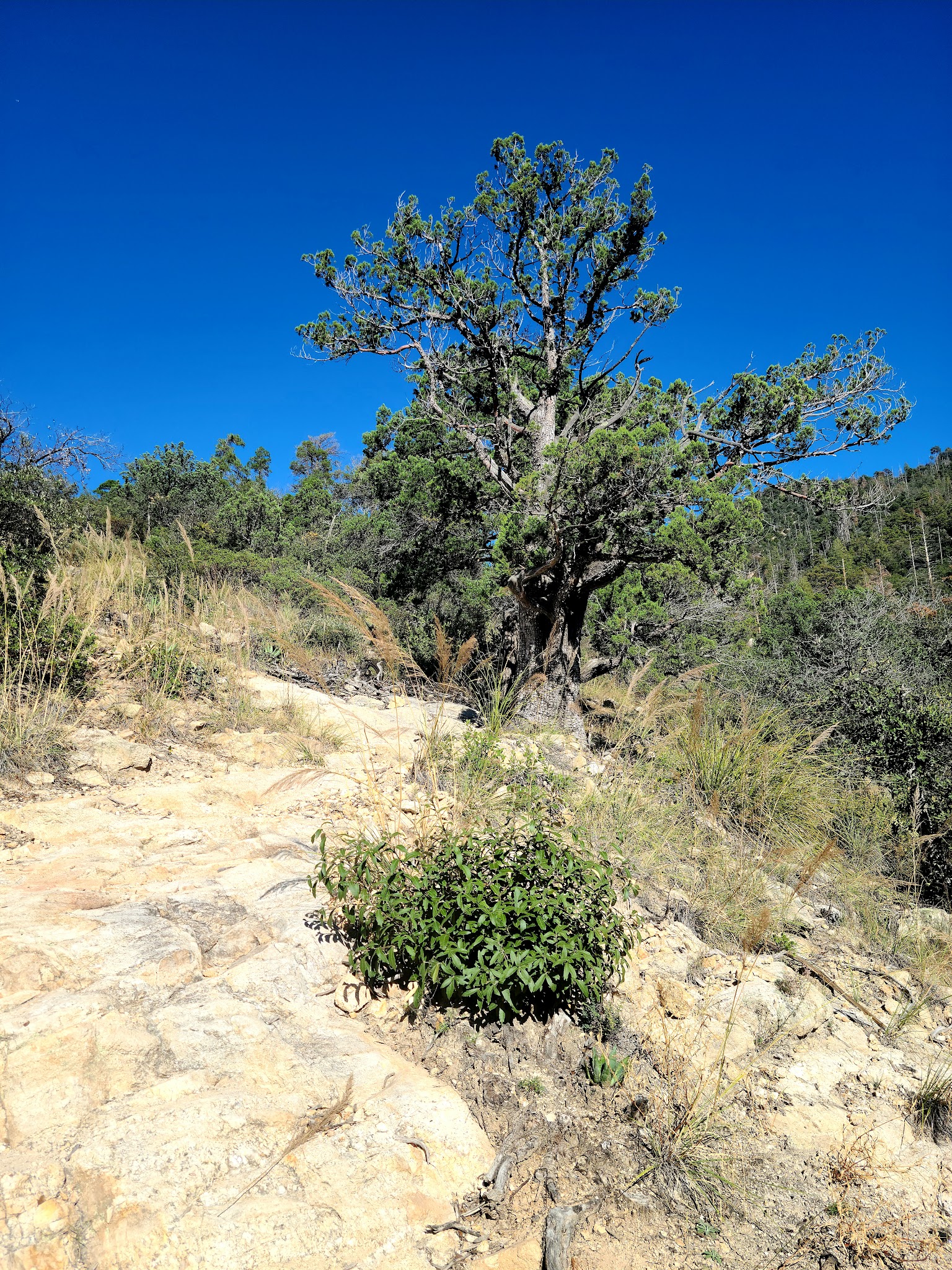 General Hitchcock Campground